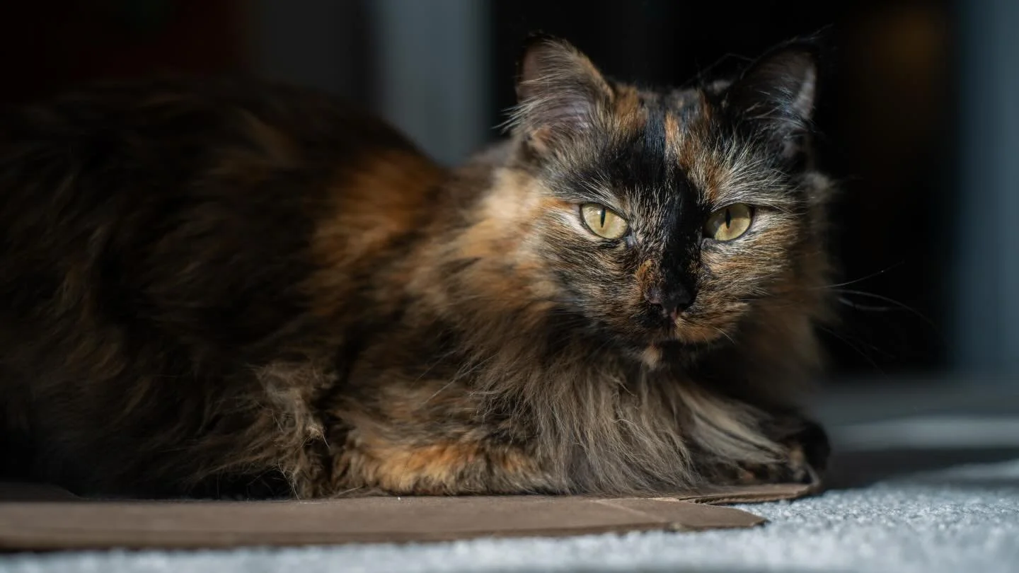 They&rsquo;ll eat your sourdough