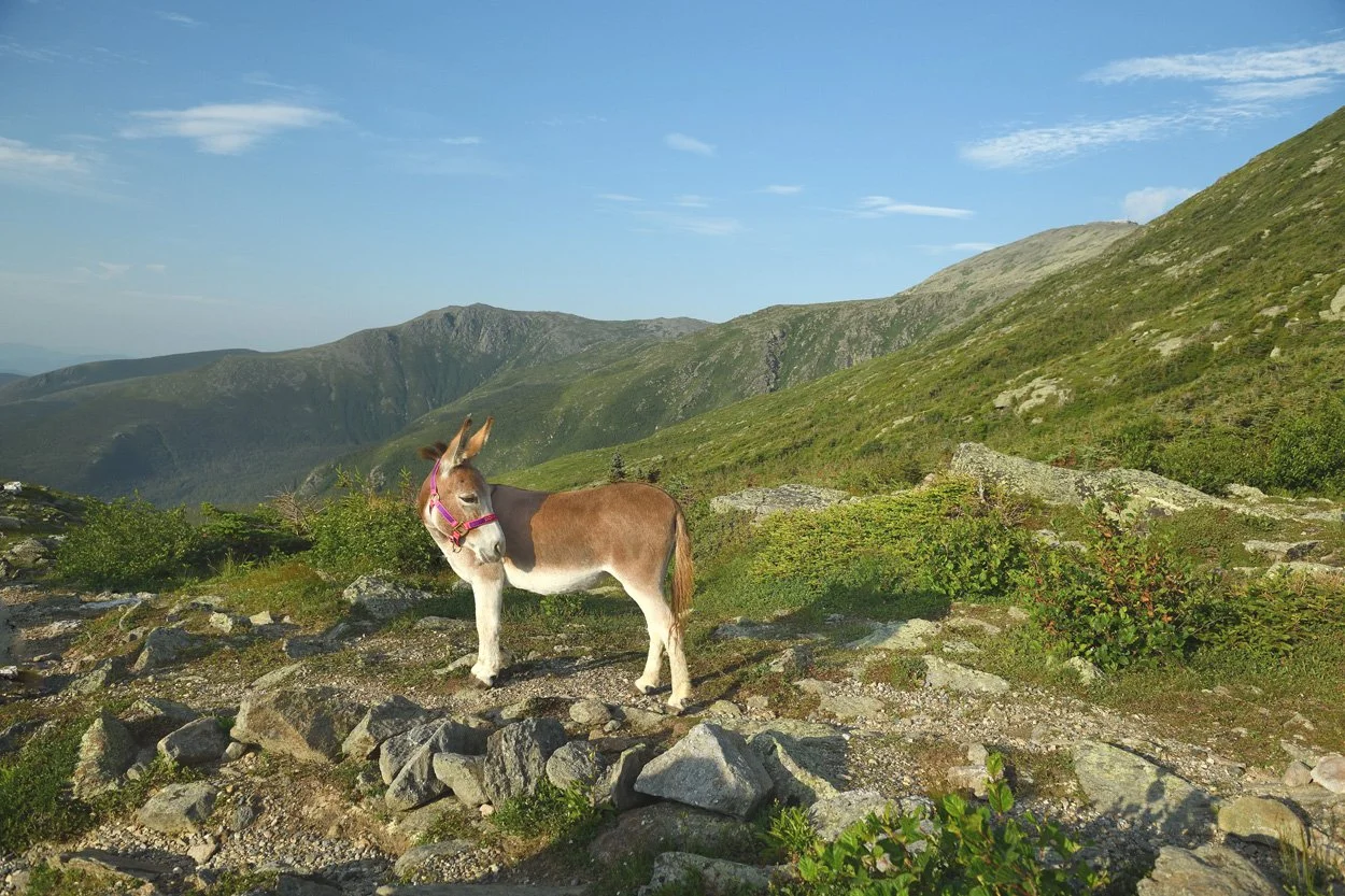 Photo from Take A Hike! A Donkey-Donk Story Book Showing Donkey Looking at the View