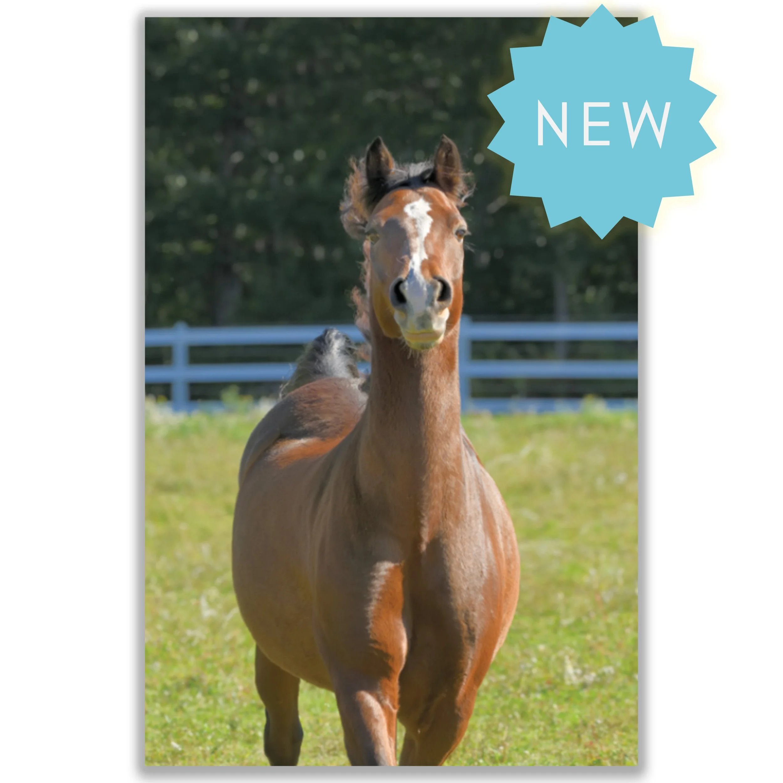 Rimfire with New Sticker.jpg