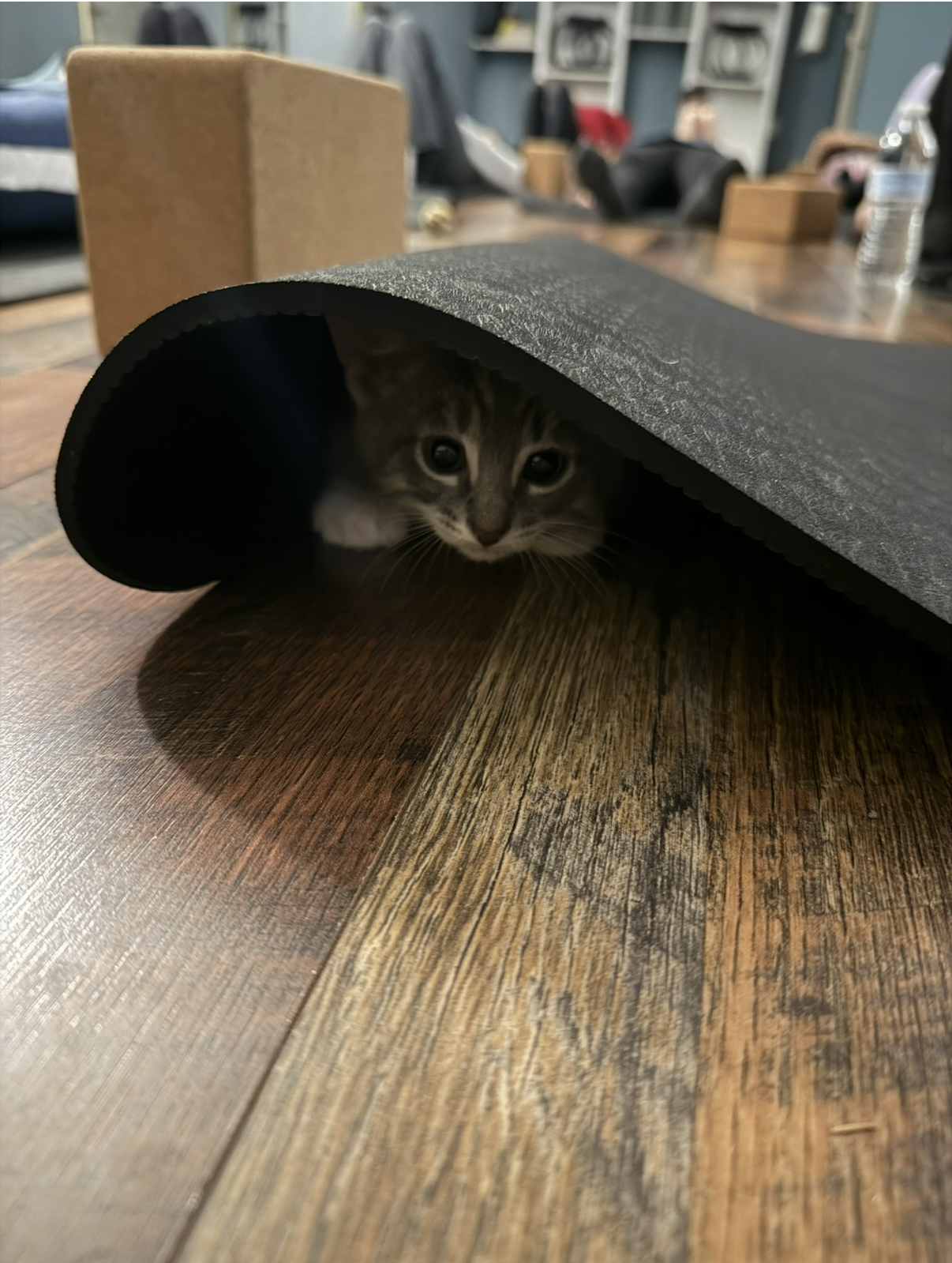 Animal Yoga: Why It’s Good for You and Rescue Animals