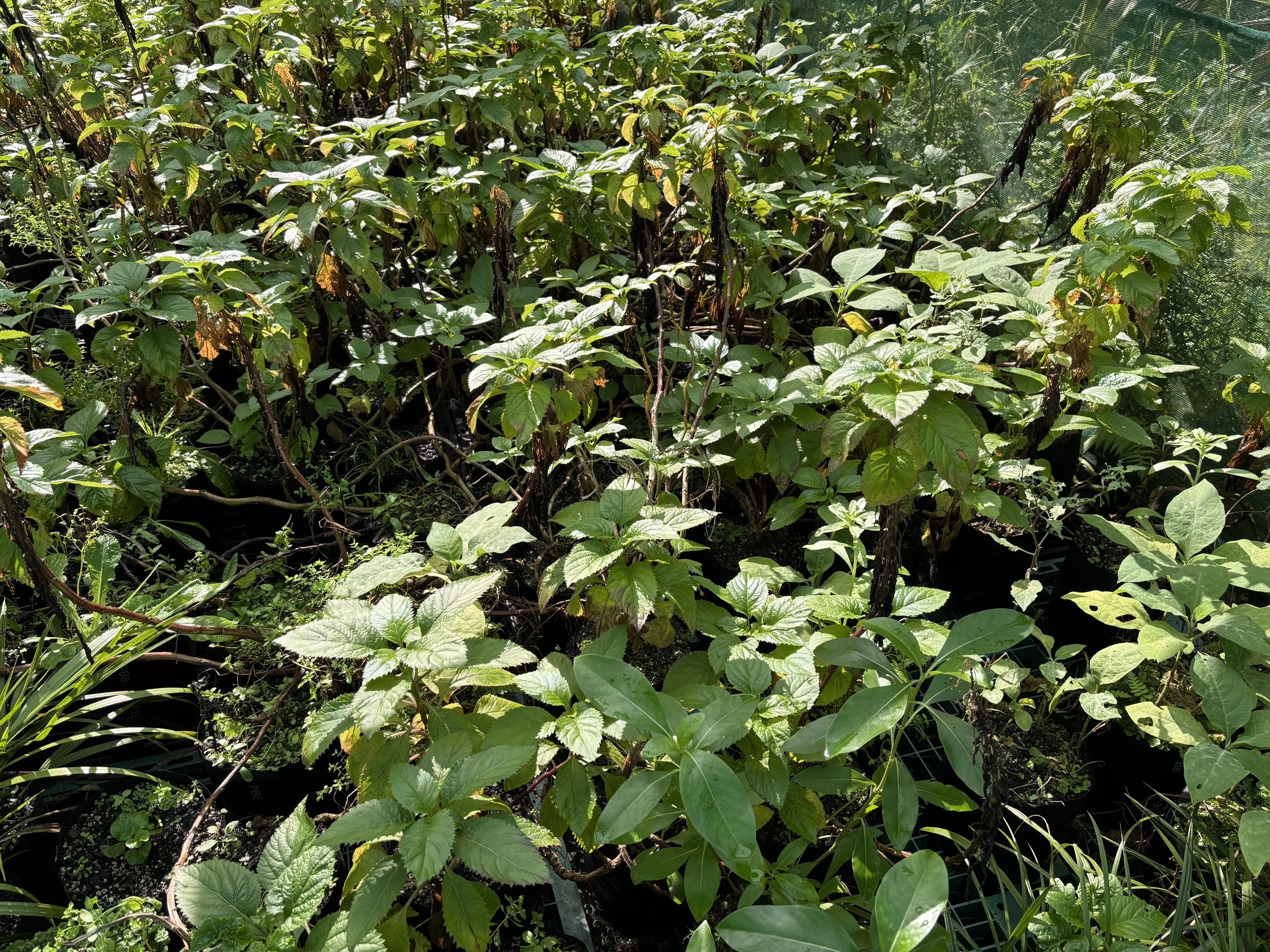 Lobelia physaloides (Koru)