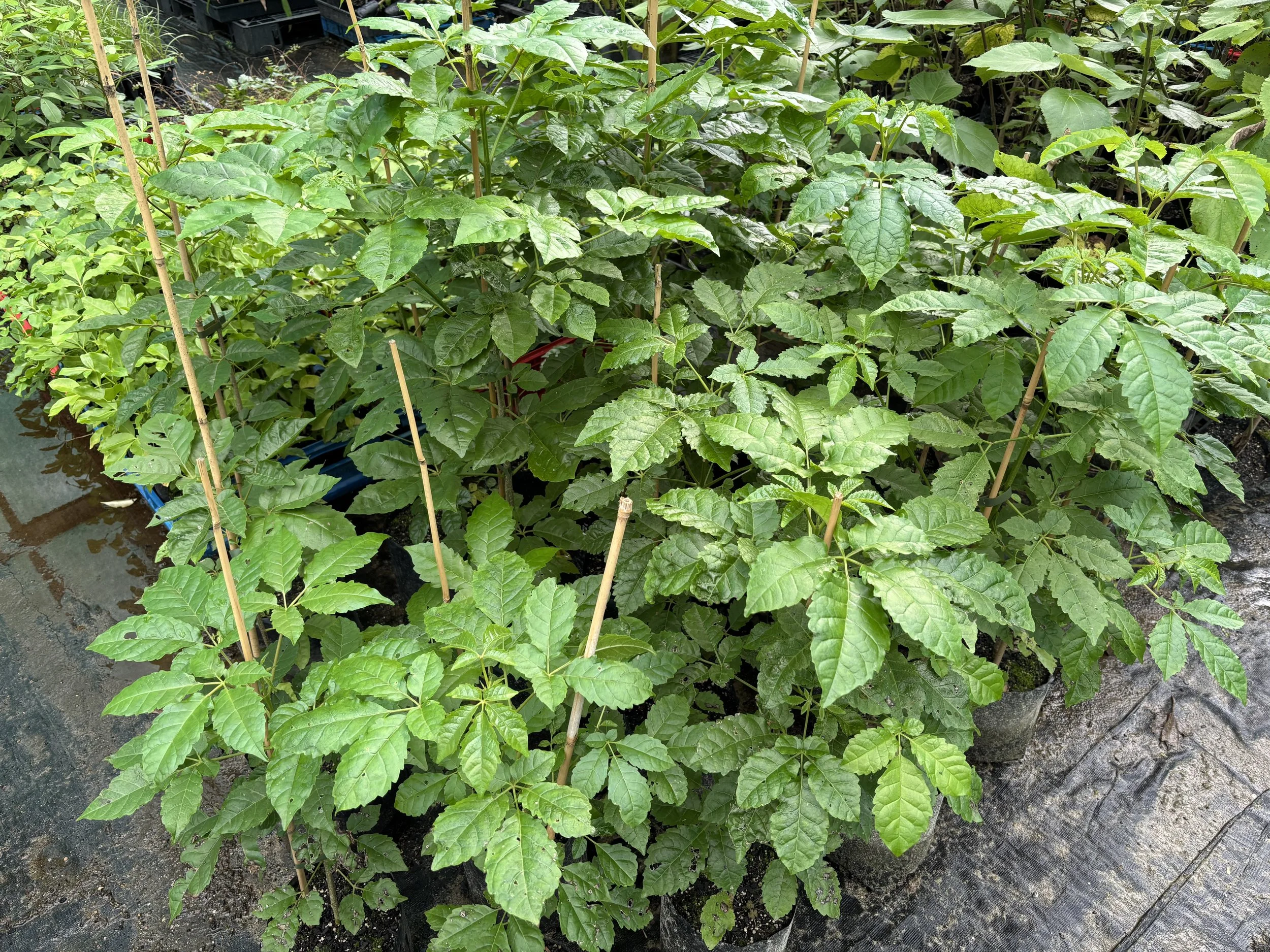 Vitex lucens (Pūriri)