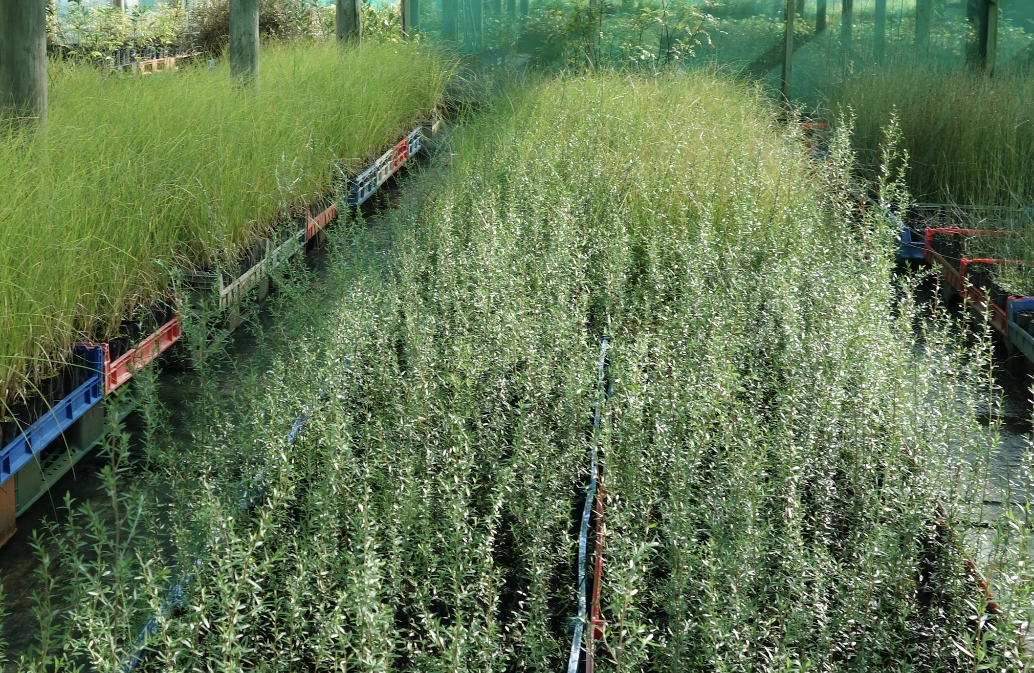 Manuka copy.png