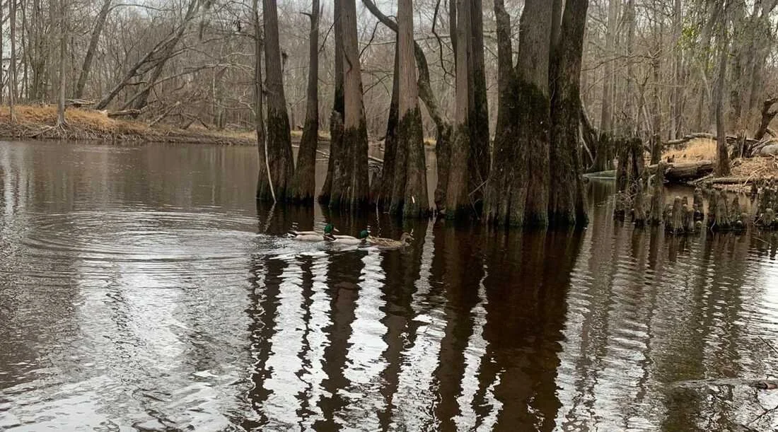 NAIC Offers Public Statement on Lands and Waters
