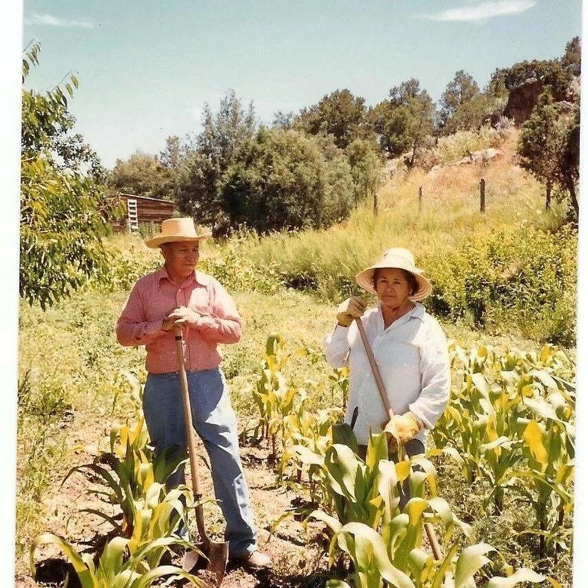 Two people working in a garden or farm with rows of young green plants, wearing hats and gloves, using shovels.