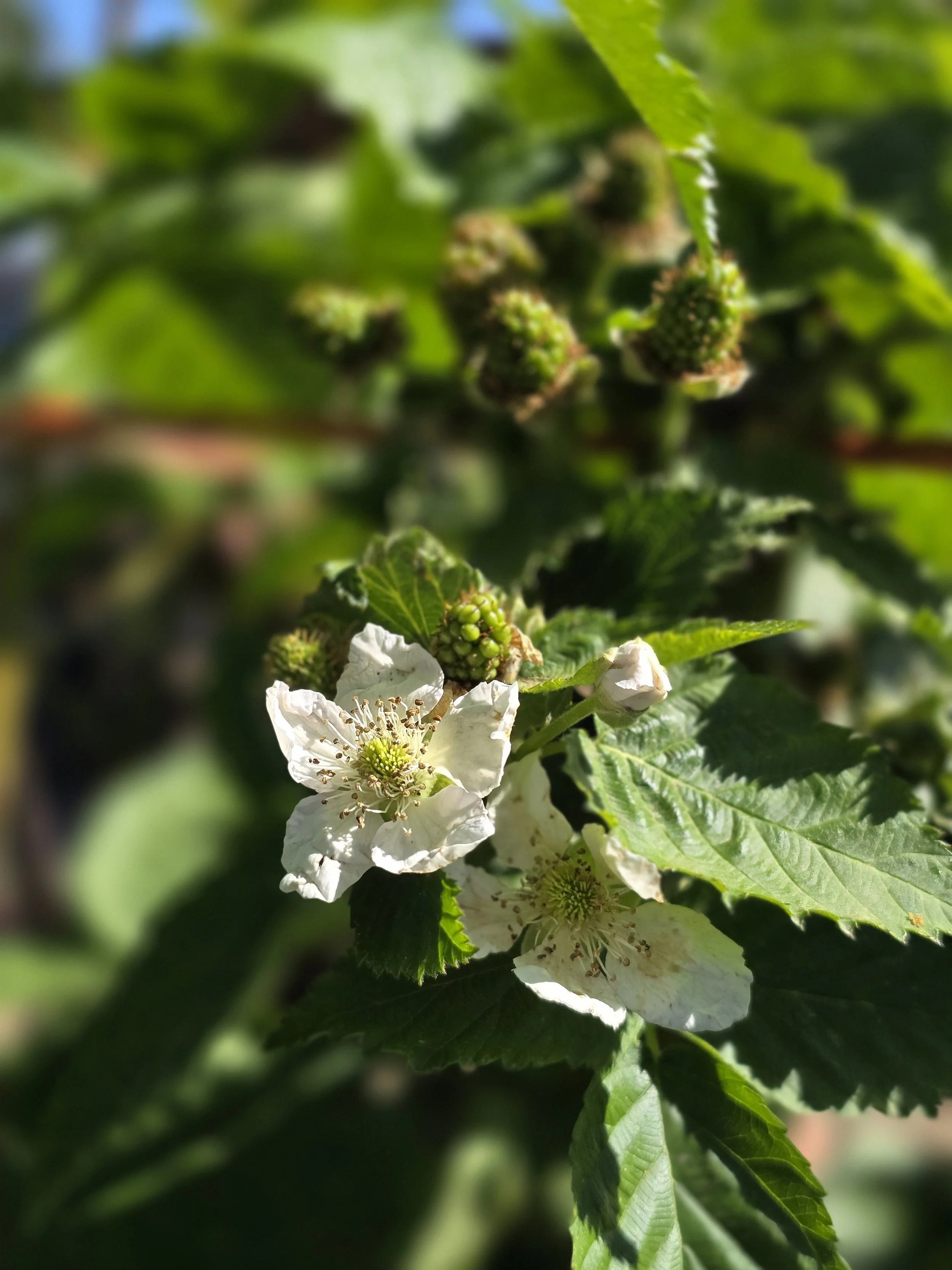 Close-up of a white flower on a blackberry plant with green leaves and unripe blackberries.