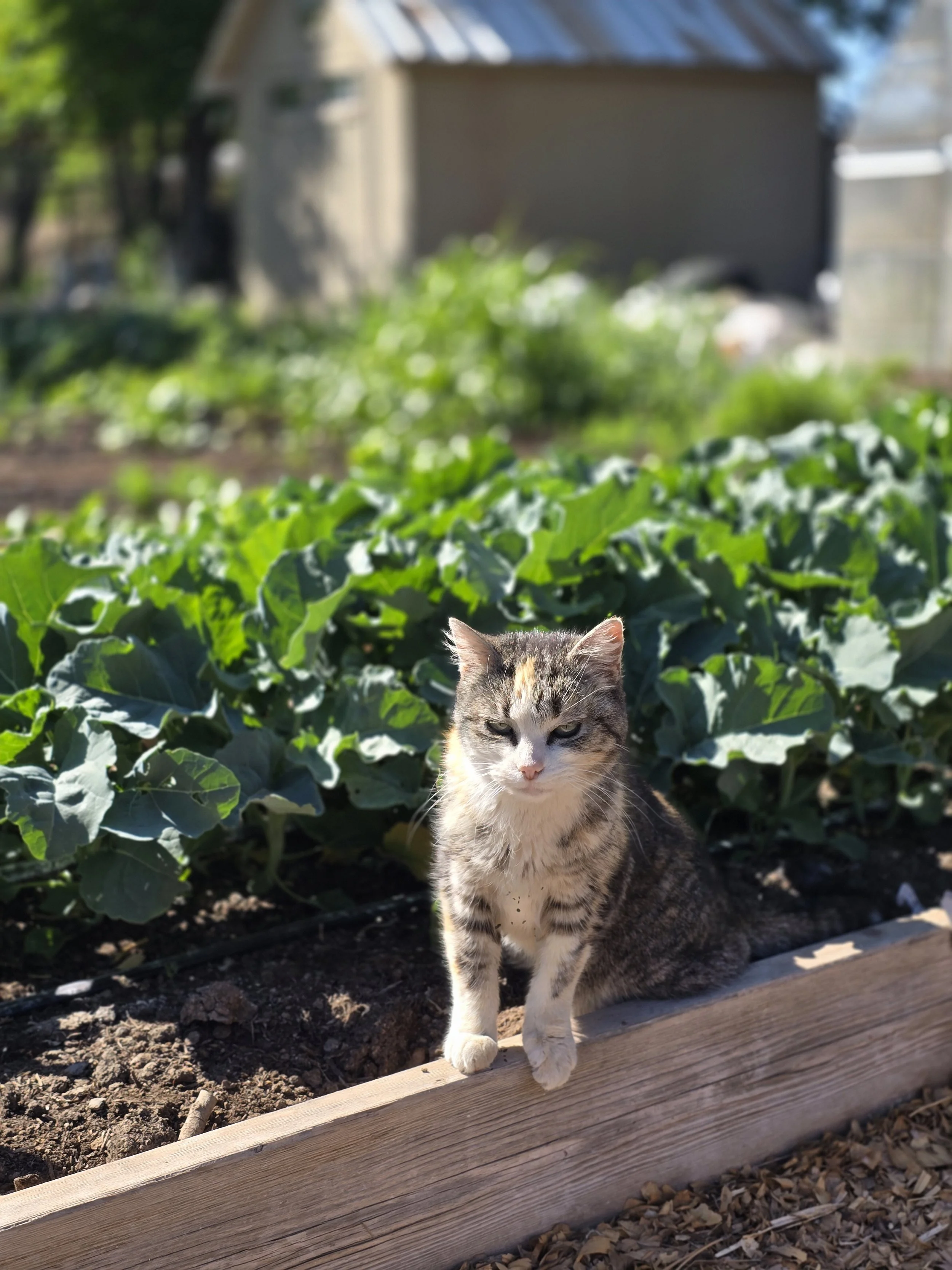 A cat sitting on a wooden garden bed with green leafy plants and a shed in the background.