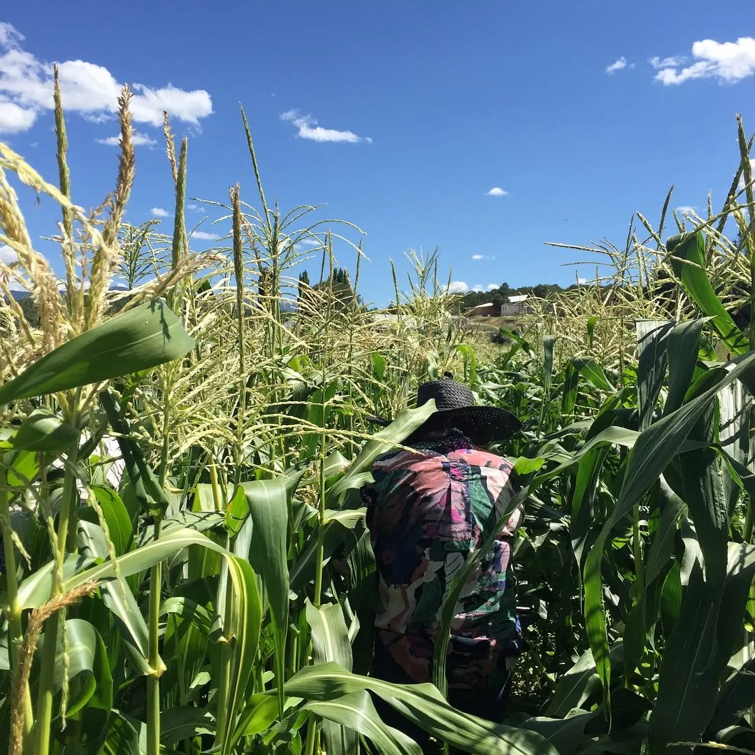 Person wearing a floral shirt and a black wide-brimmed hat walking through a tall, green cornfield under a blue sky with scattered clouds.