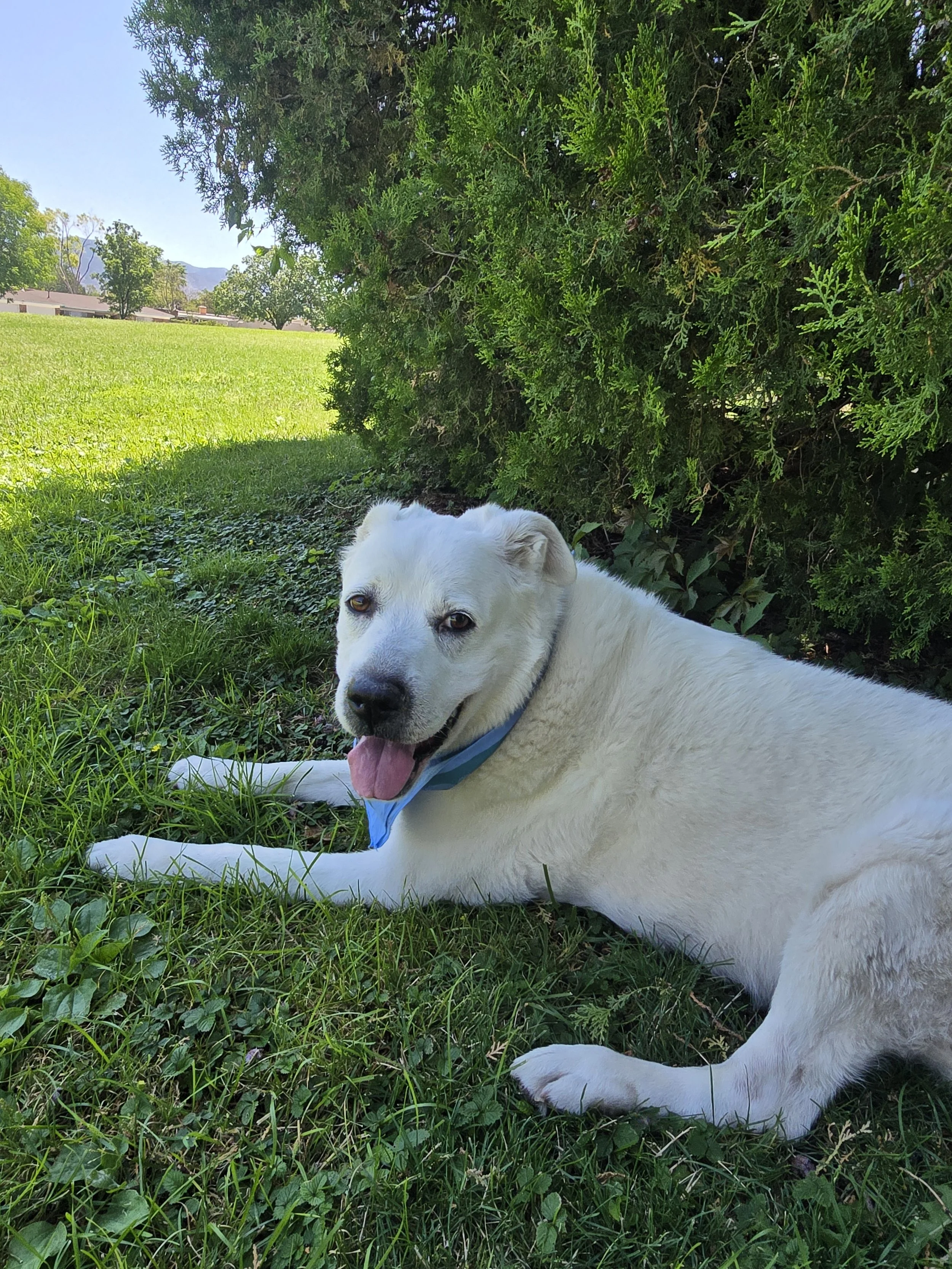 A white dog lying down on grass under a large green bush in a park area, with a clear blue sky and trees in the background.