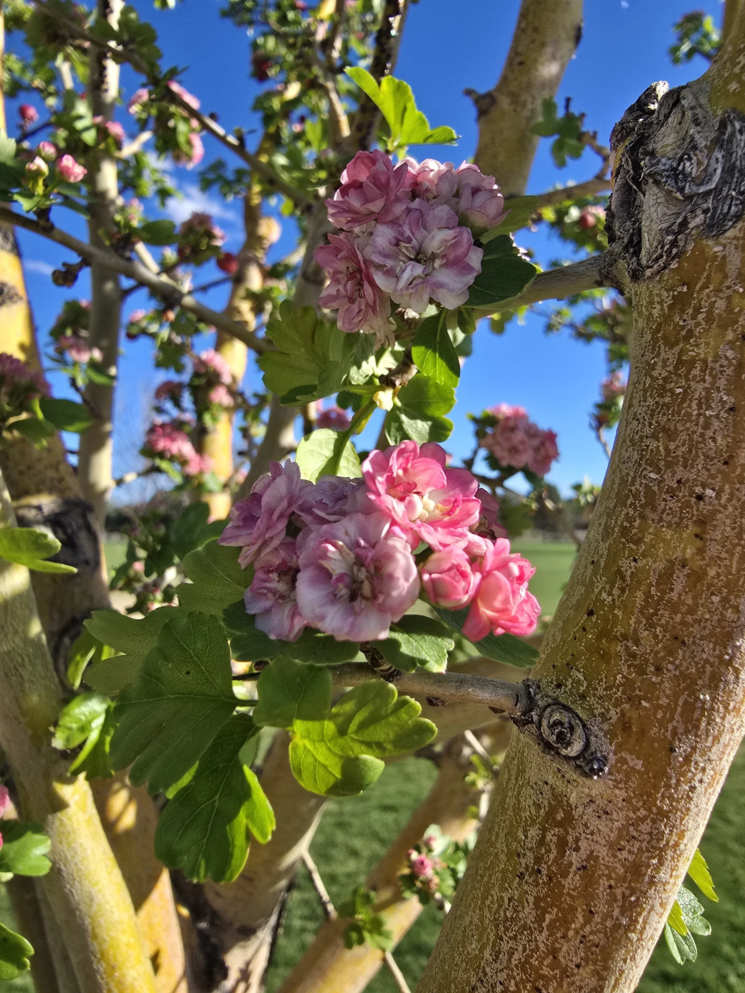 Close-up of pink flowers blooming on a tree with green leaves, against a blue sky background.