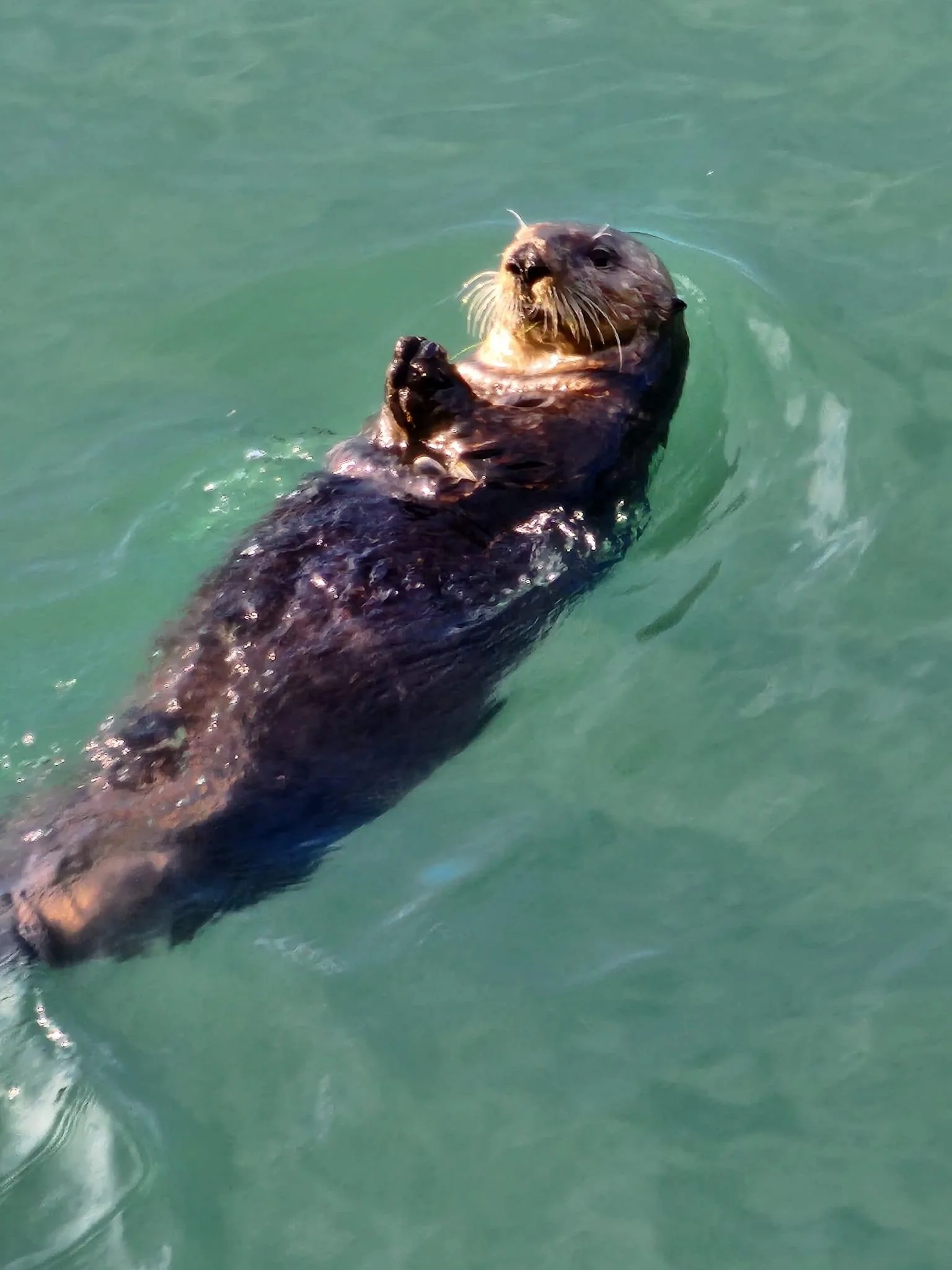 Sea Otter in Bear Cove