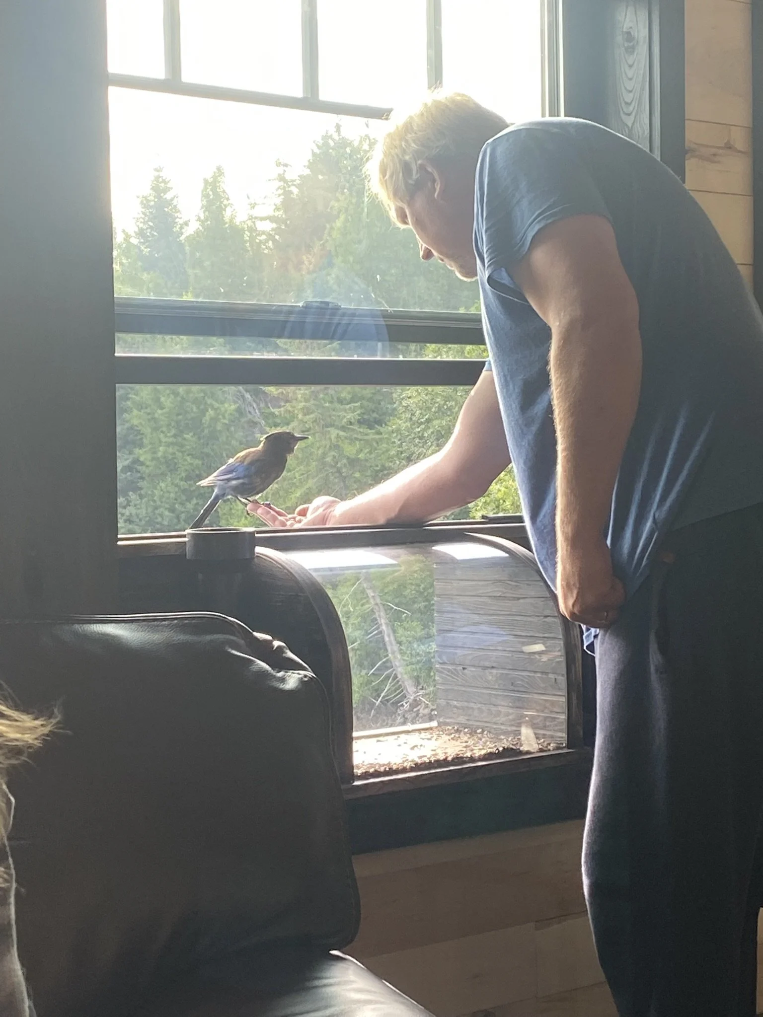 Feeding our local Steller's Jays
