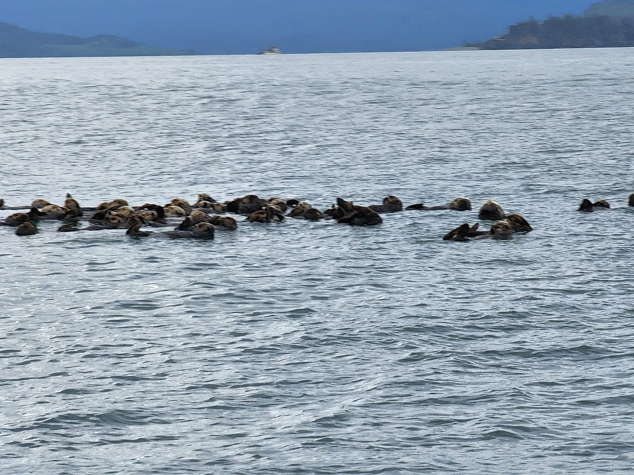 Raft of Sea Otters in Kachemak Bay