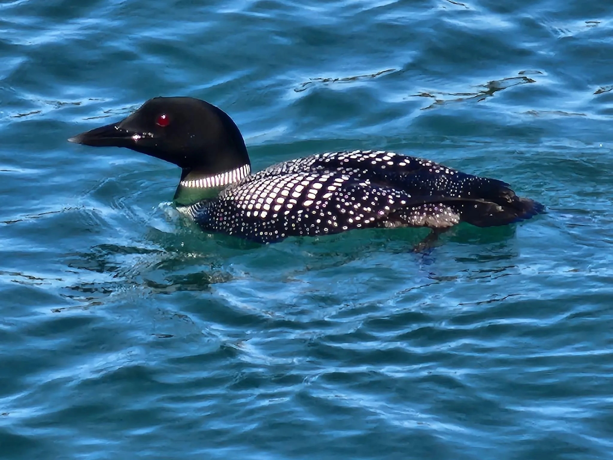 Common Loon in Kachemak Bay