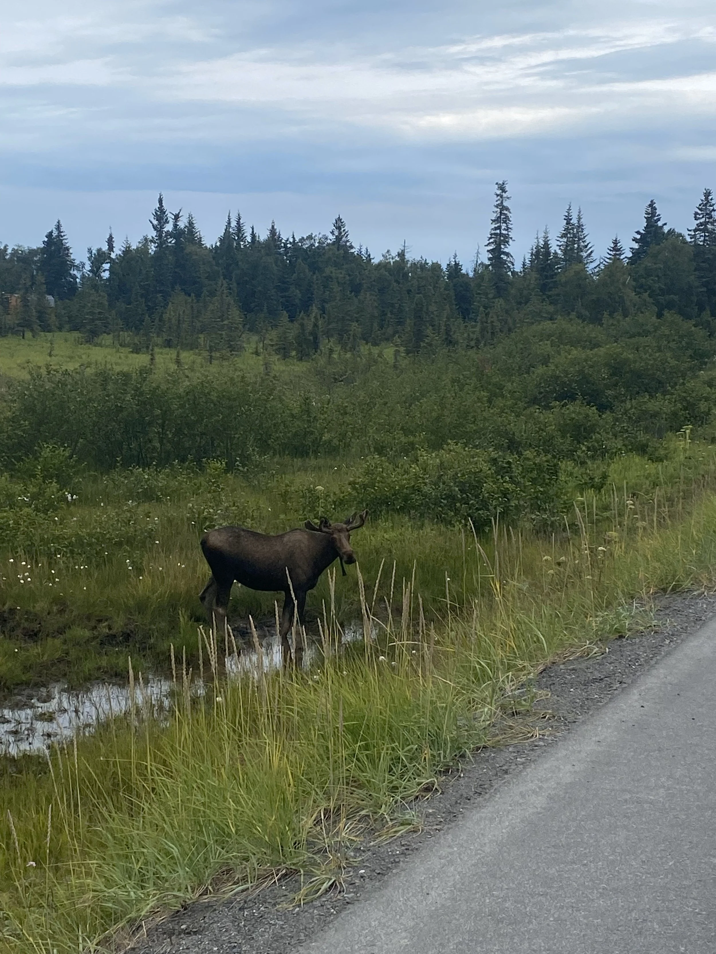 Moose on drive from Anchorage
