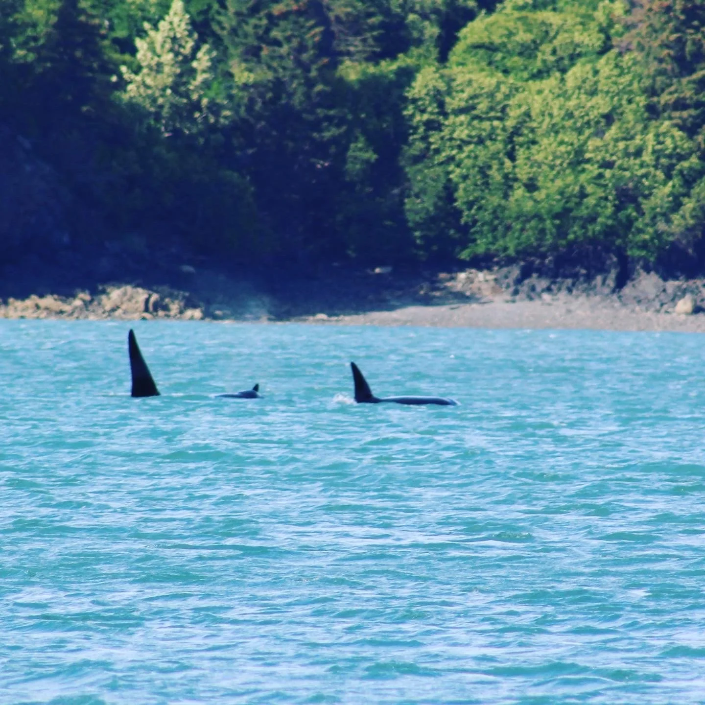 Orcas passing through Bear Cove
