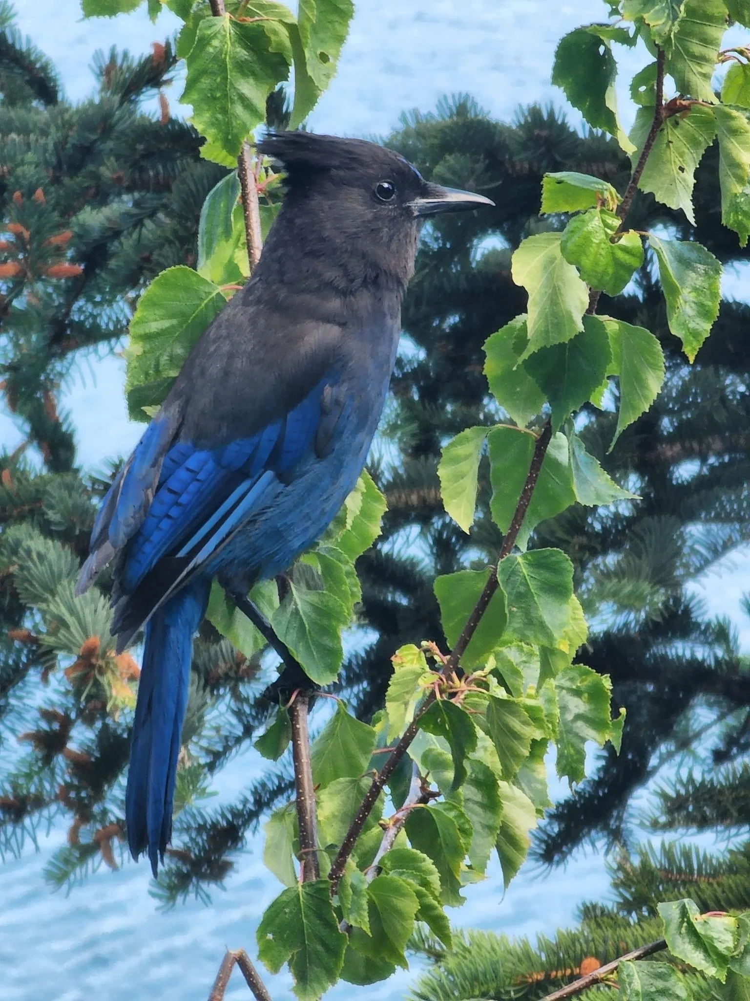 Steller's Jay in Bear Cove