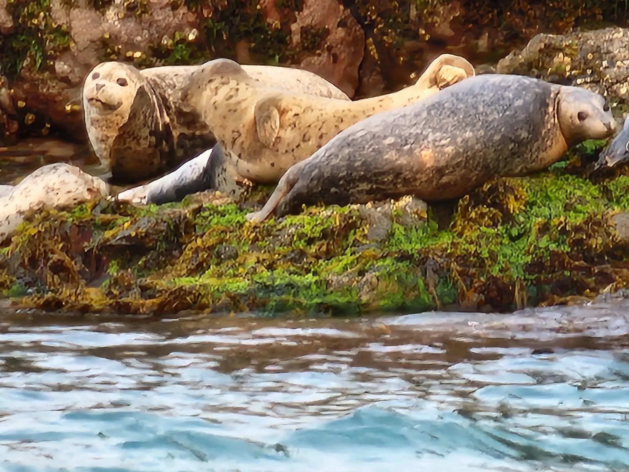 Harbor Seals Kachemak Bay