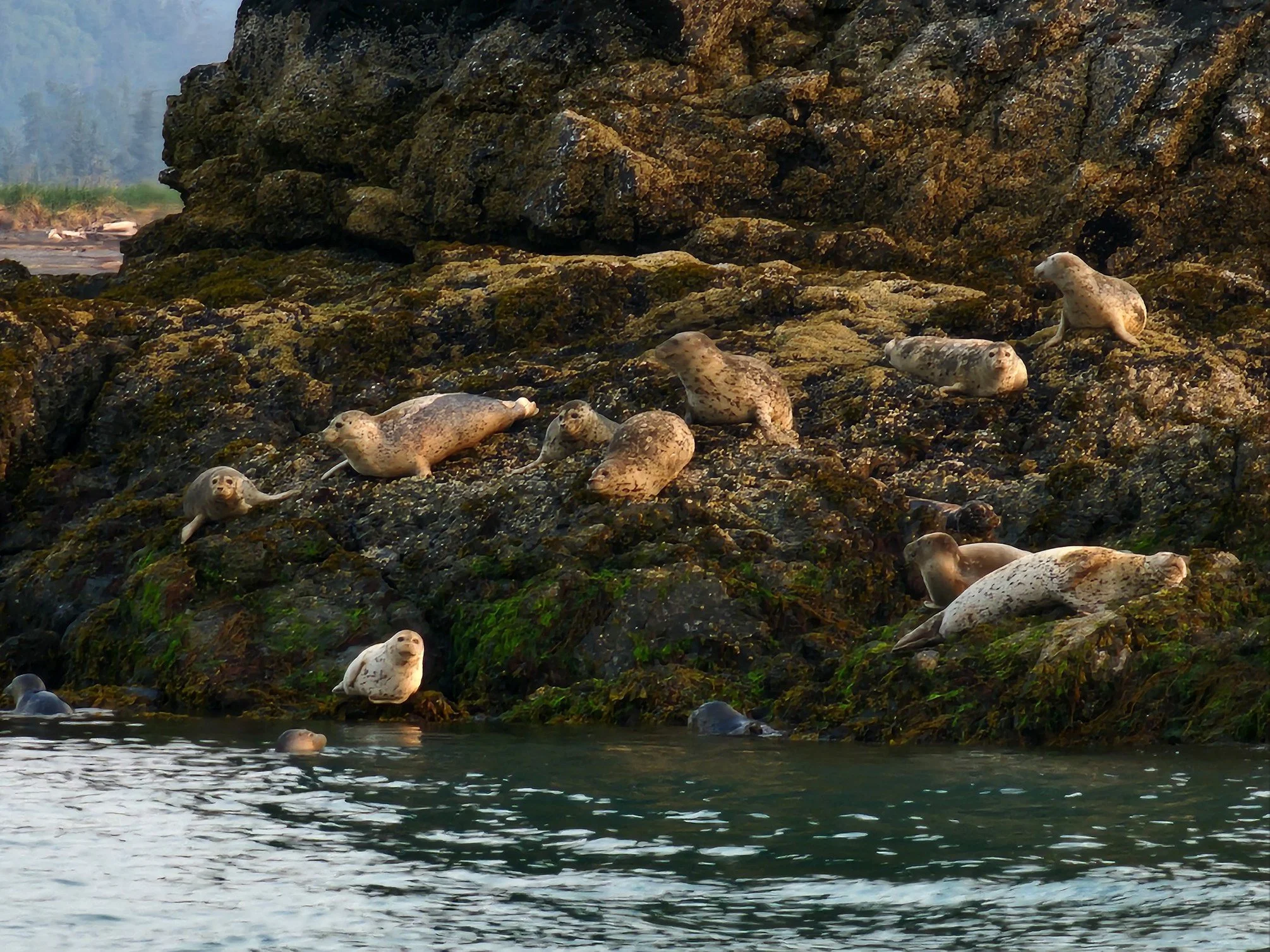 Harbor Seals at Aurora Lagoon