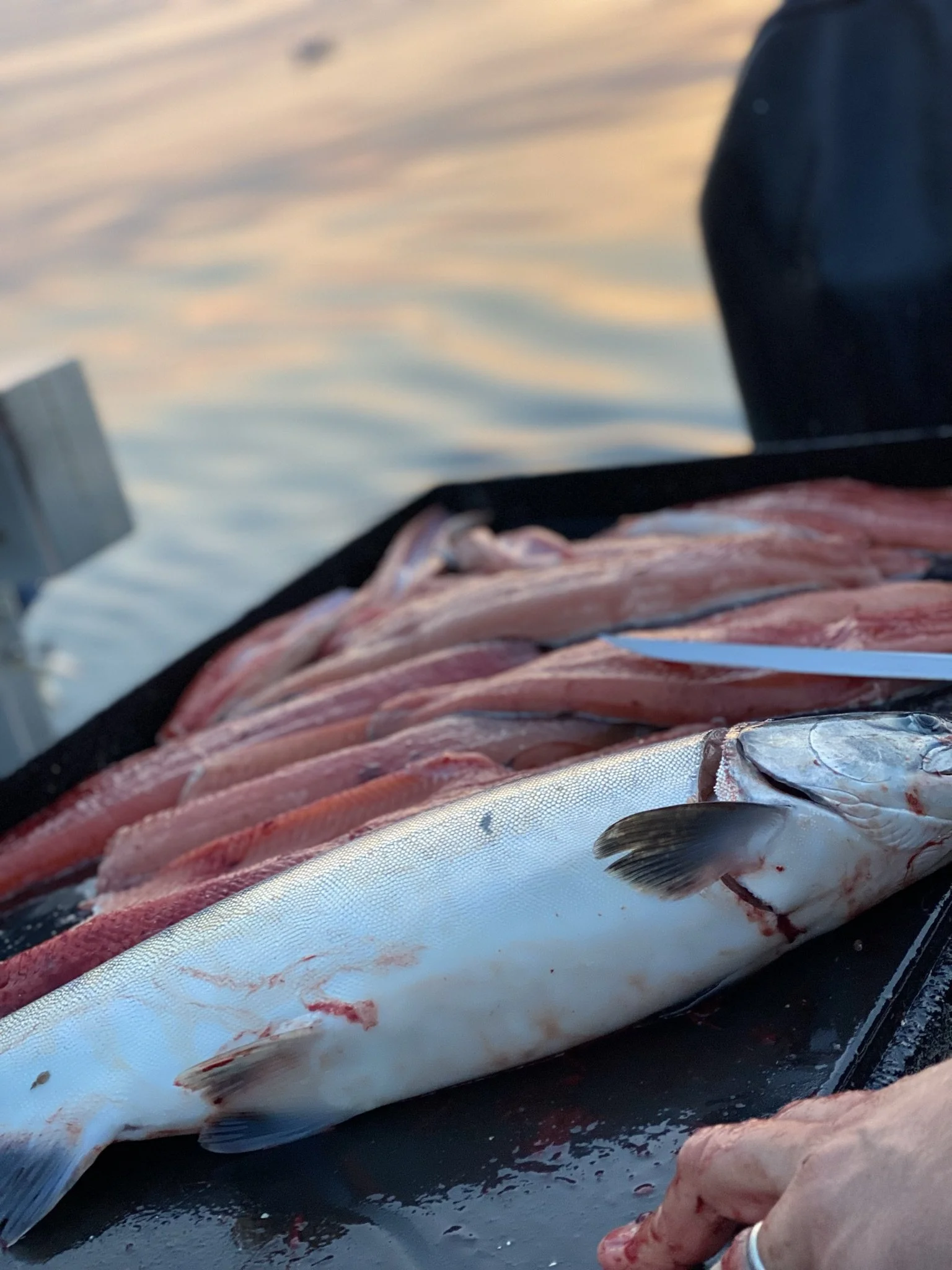 Silver Salmon filets