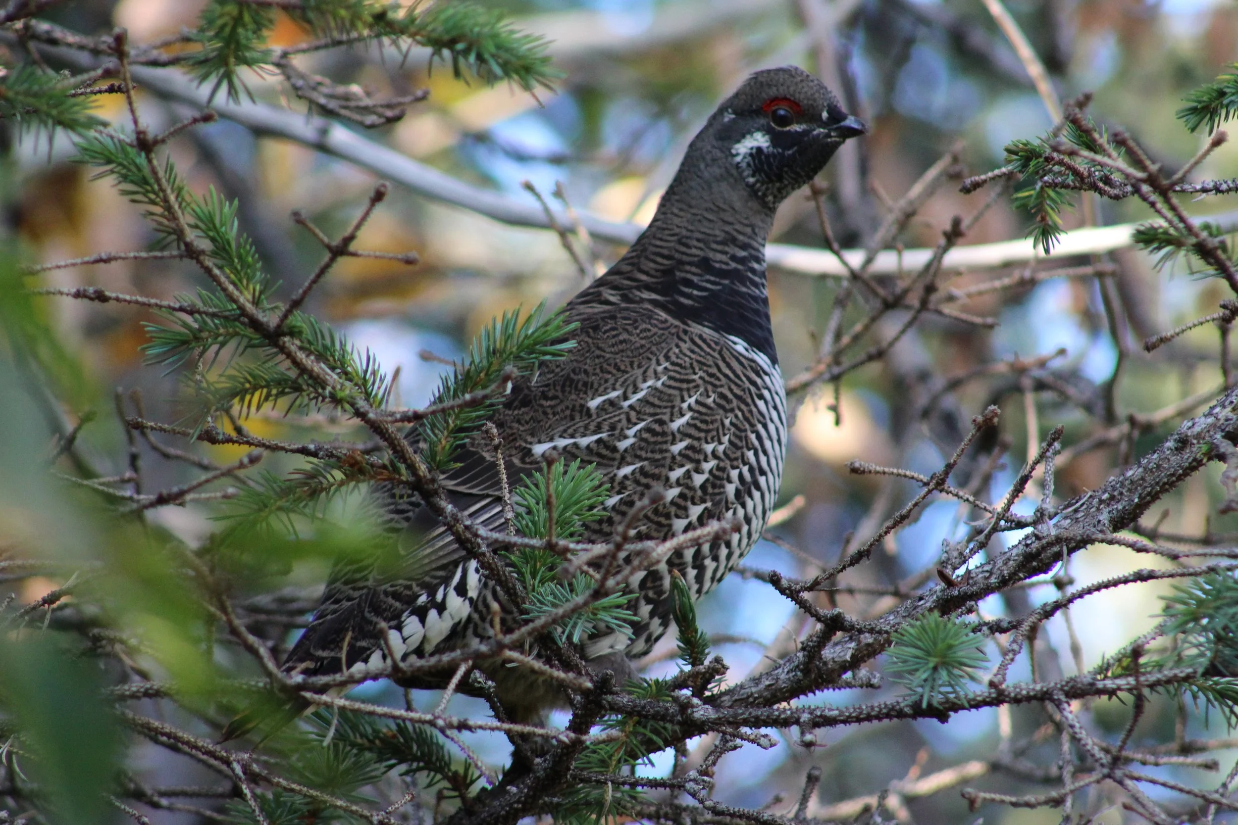 Spruce Grouse on the Saddle Trail