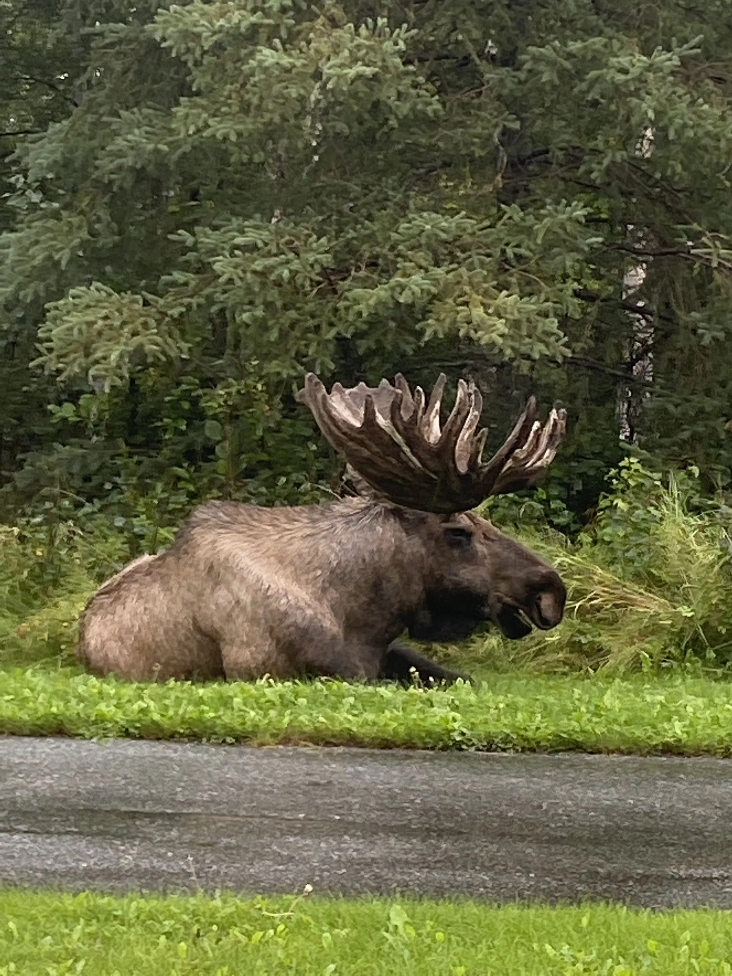 Bull moose on the trip down from Anchorage