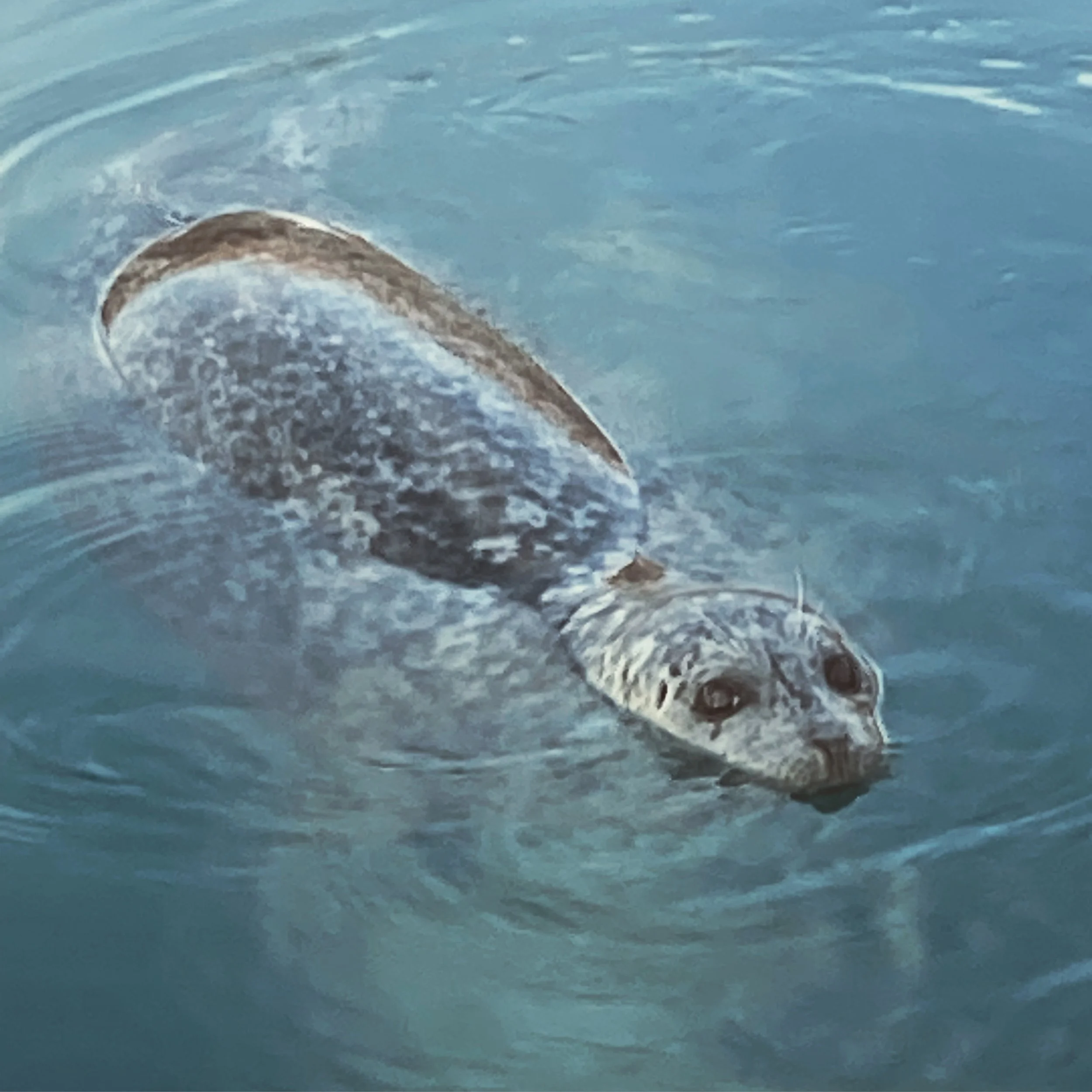 Harbor Seal in Homer Harbor