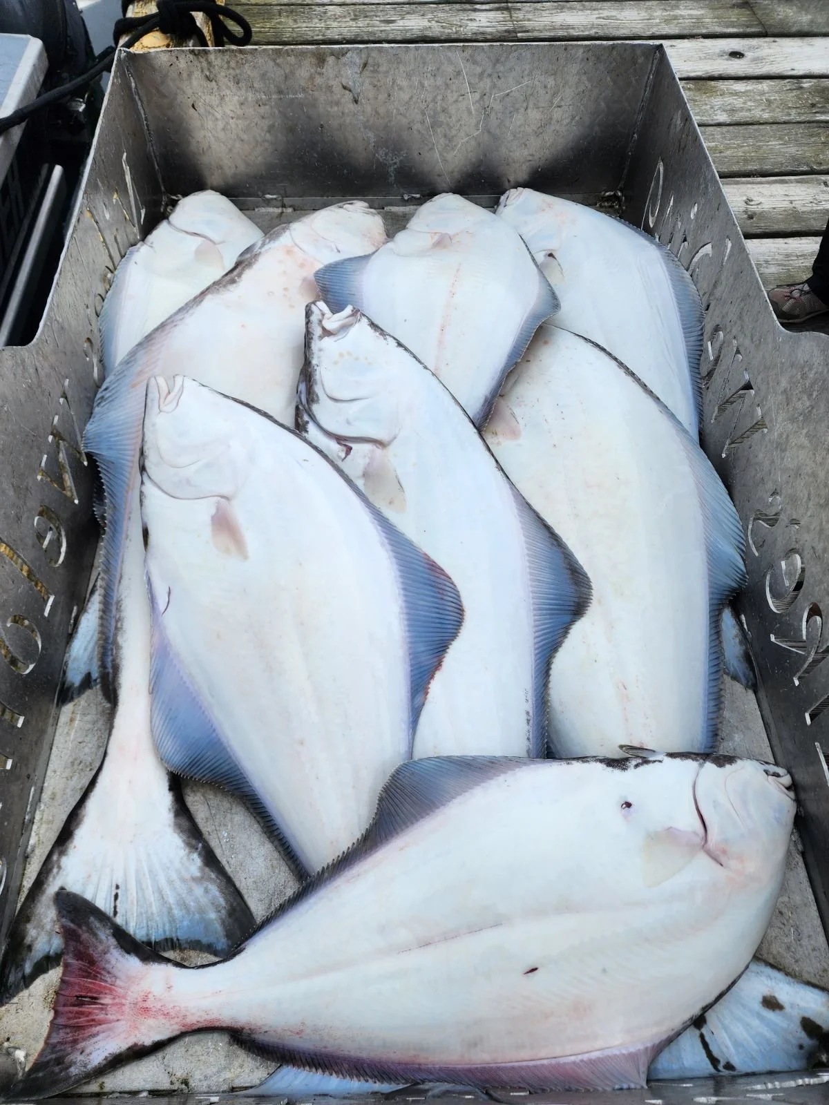 Haul of Pacific Halibut!