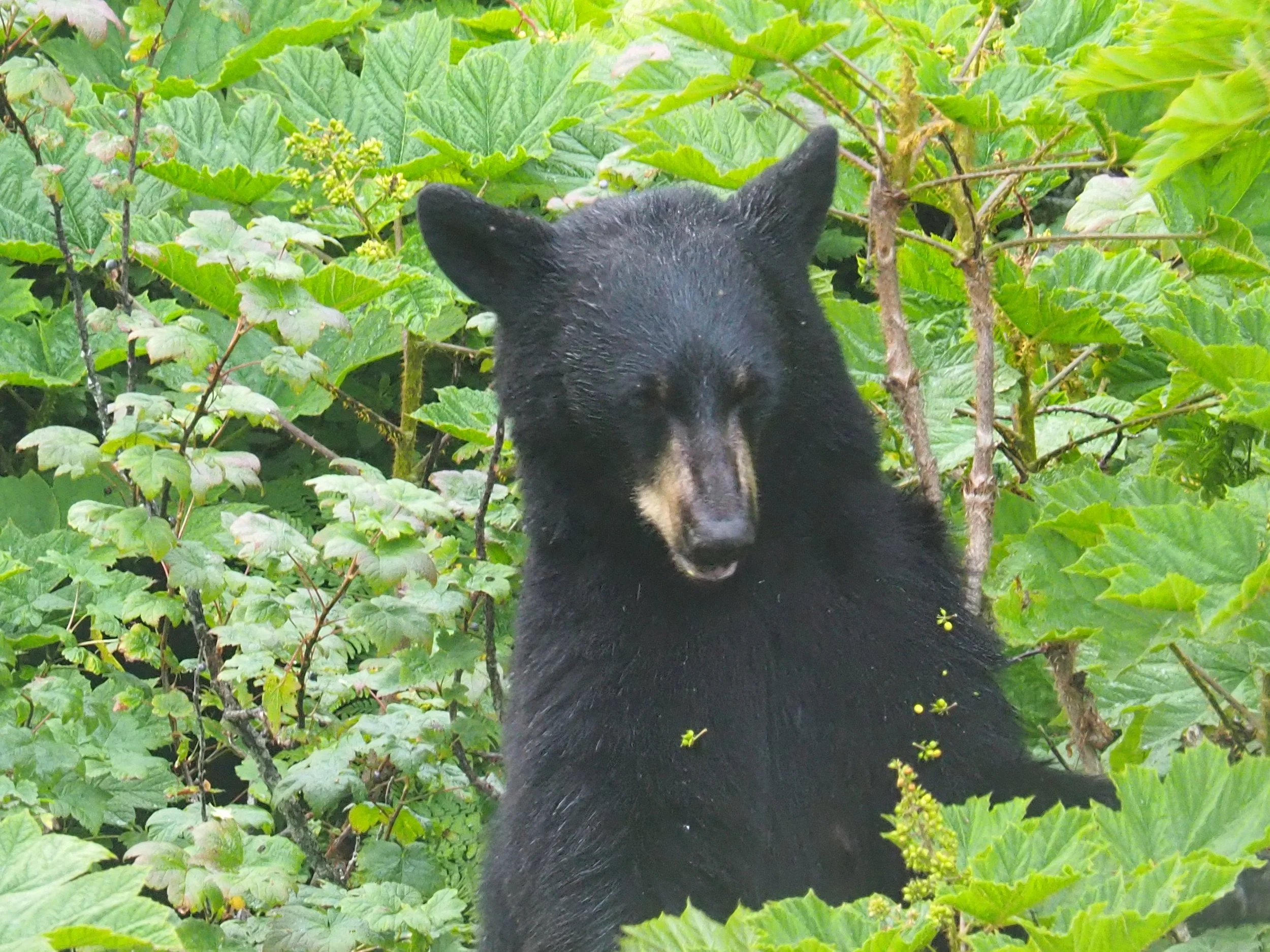 Mama bear outside the Retreat Living Room