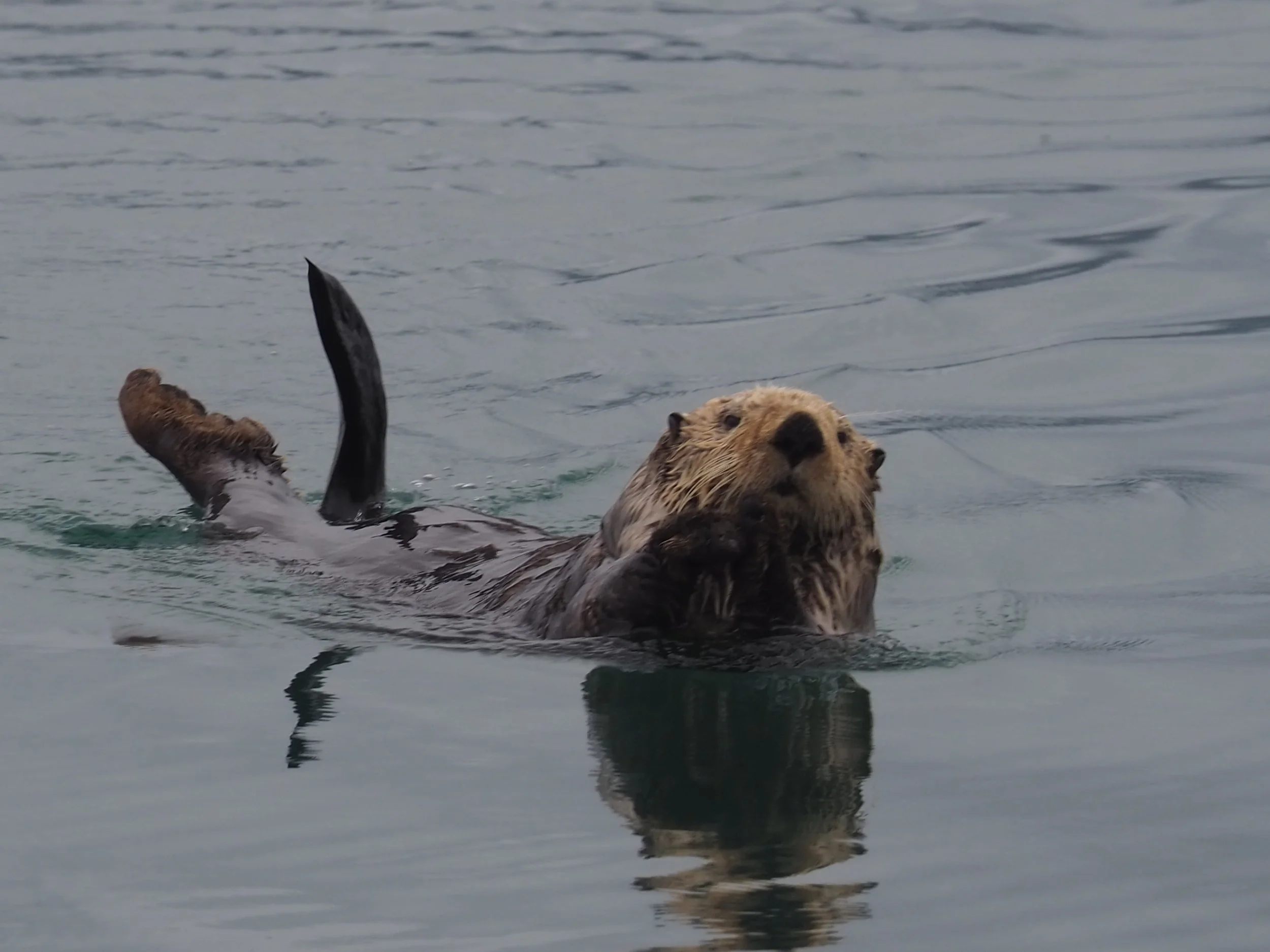 One of many Sea Otters in Bear Cove