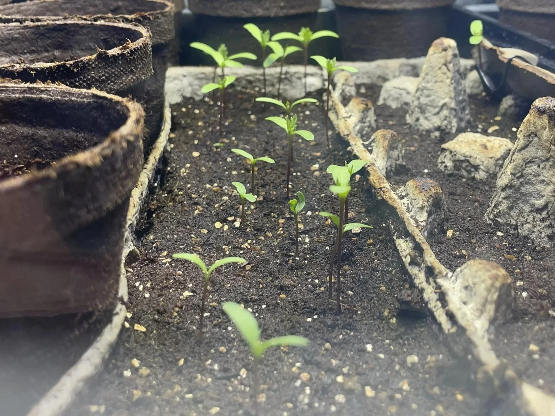 seedlings.jpg