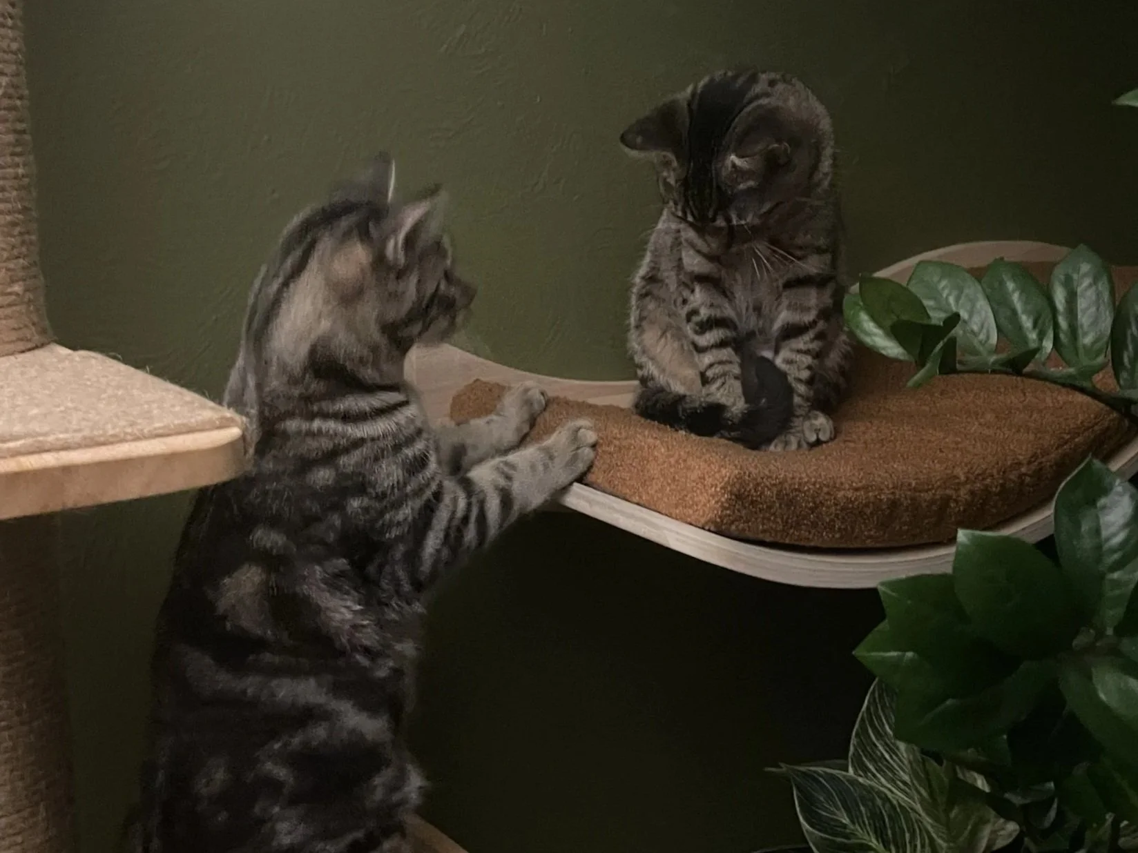 cats+mirror.jpg