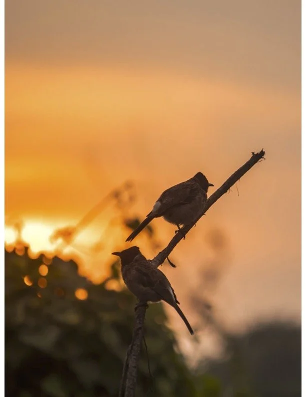March Theme: Awaken Gently