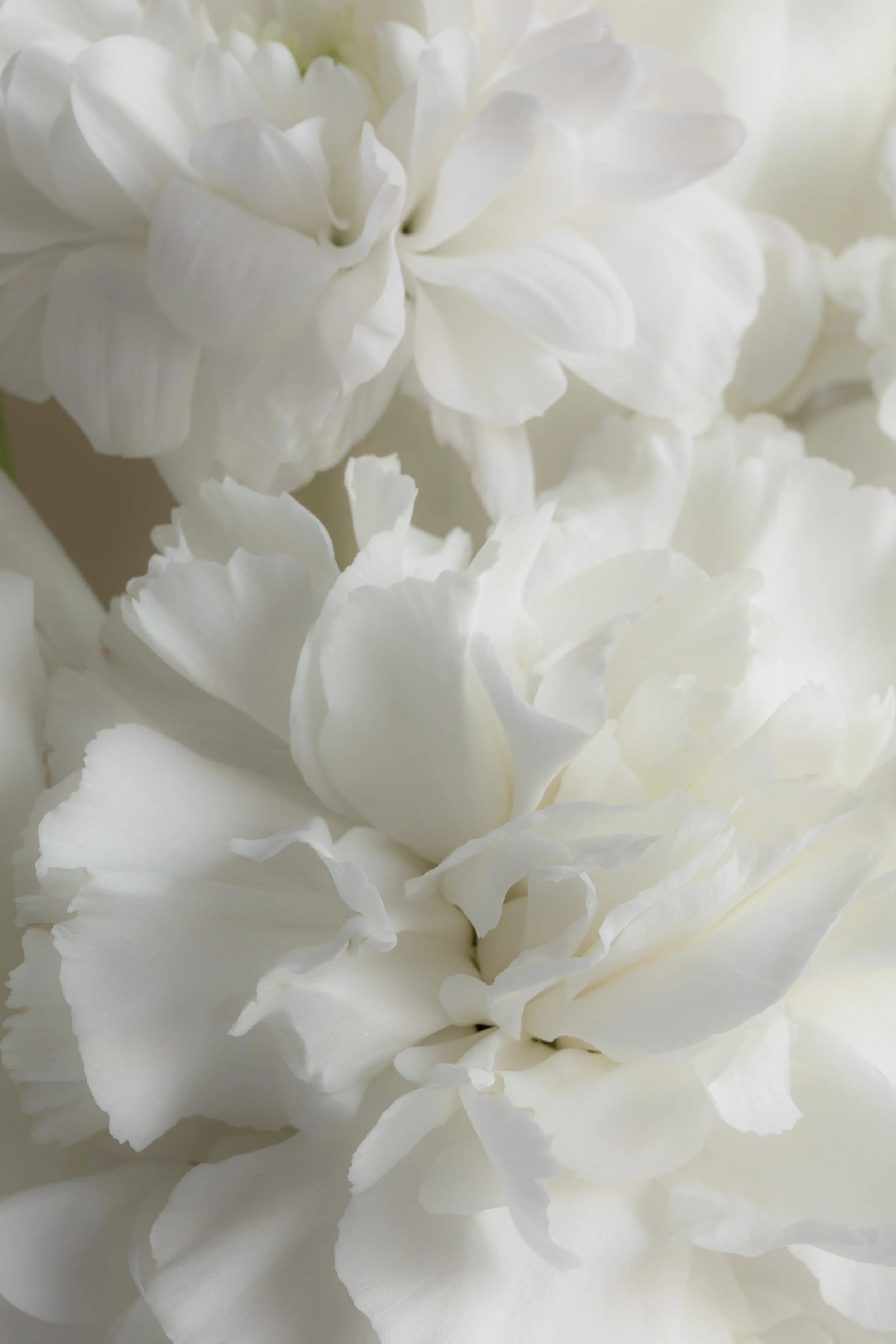 Fluffy Flowers like Snow for Cloud Dancer