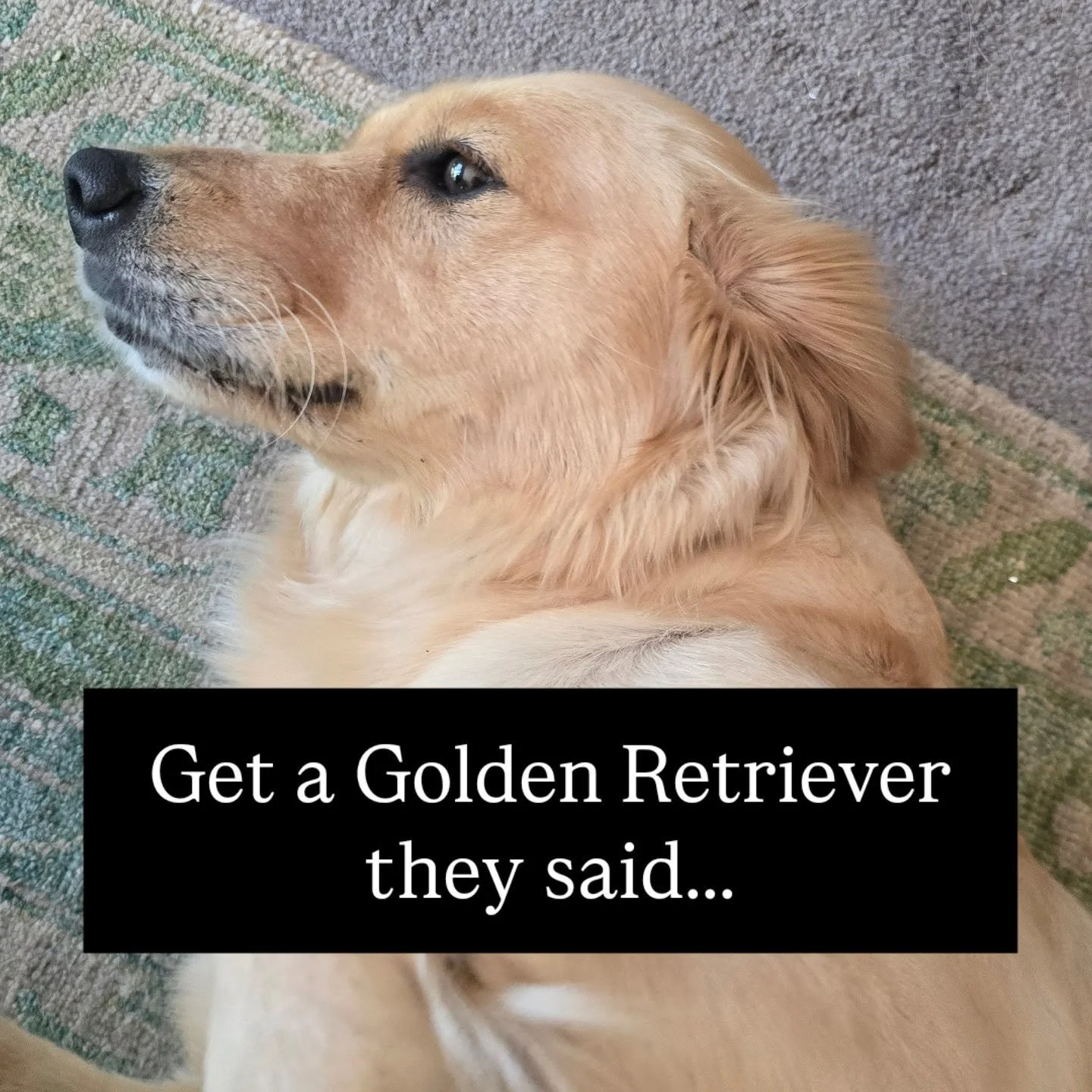 Get a Golden Retriever they said! 

Charlize (Charli) can do no wrong... when she's asleep 😴 But my partner is in hospital so I had to leave her and Chloe (my other well behaved dog) to visit him. I'm sure much laughter was had while I was out 🐕 💕