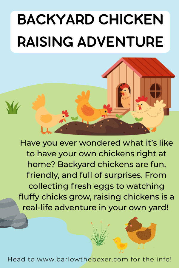 3|28|26 - A Backyard Chicken Raising Adventure!