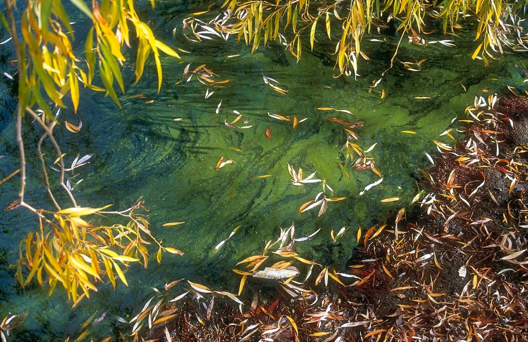 Blue Green Algae Monitoring