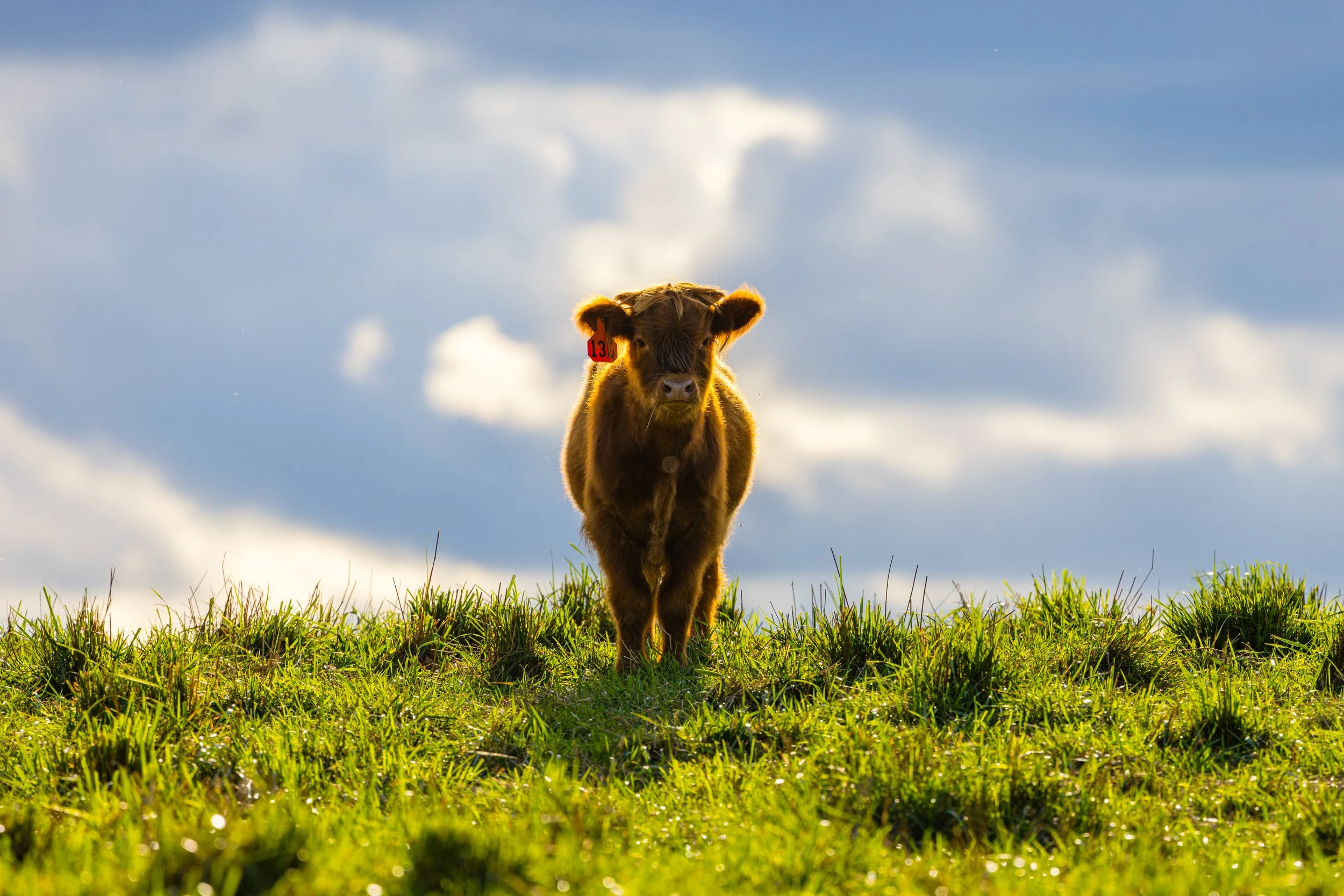 A young brown calf stands on a grassy hill with a backdrop of a partly cloudy sky.