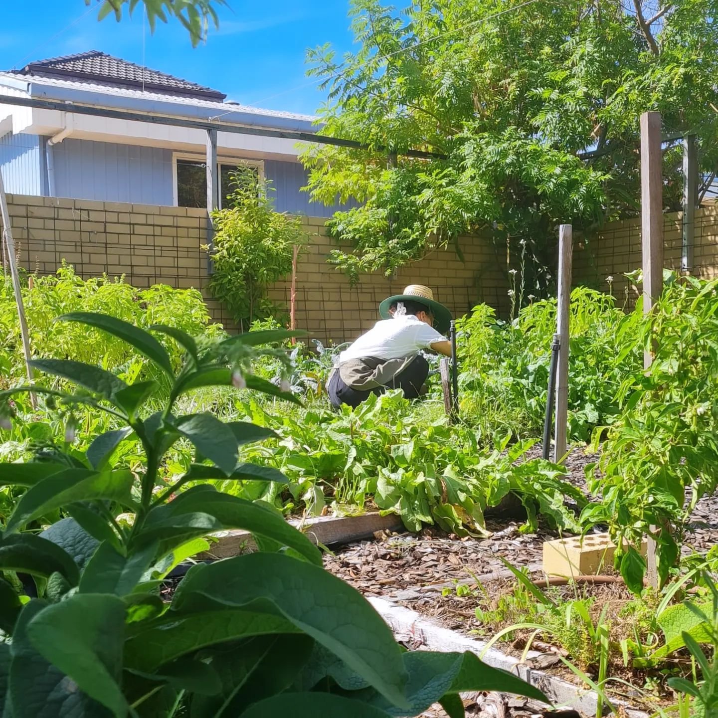 Chefs in the garden, collecting herbs for service. 
Join us for a Saturday wine &amp; plate 🥂