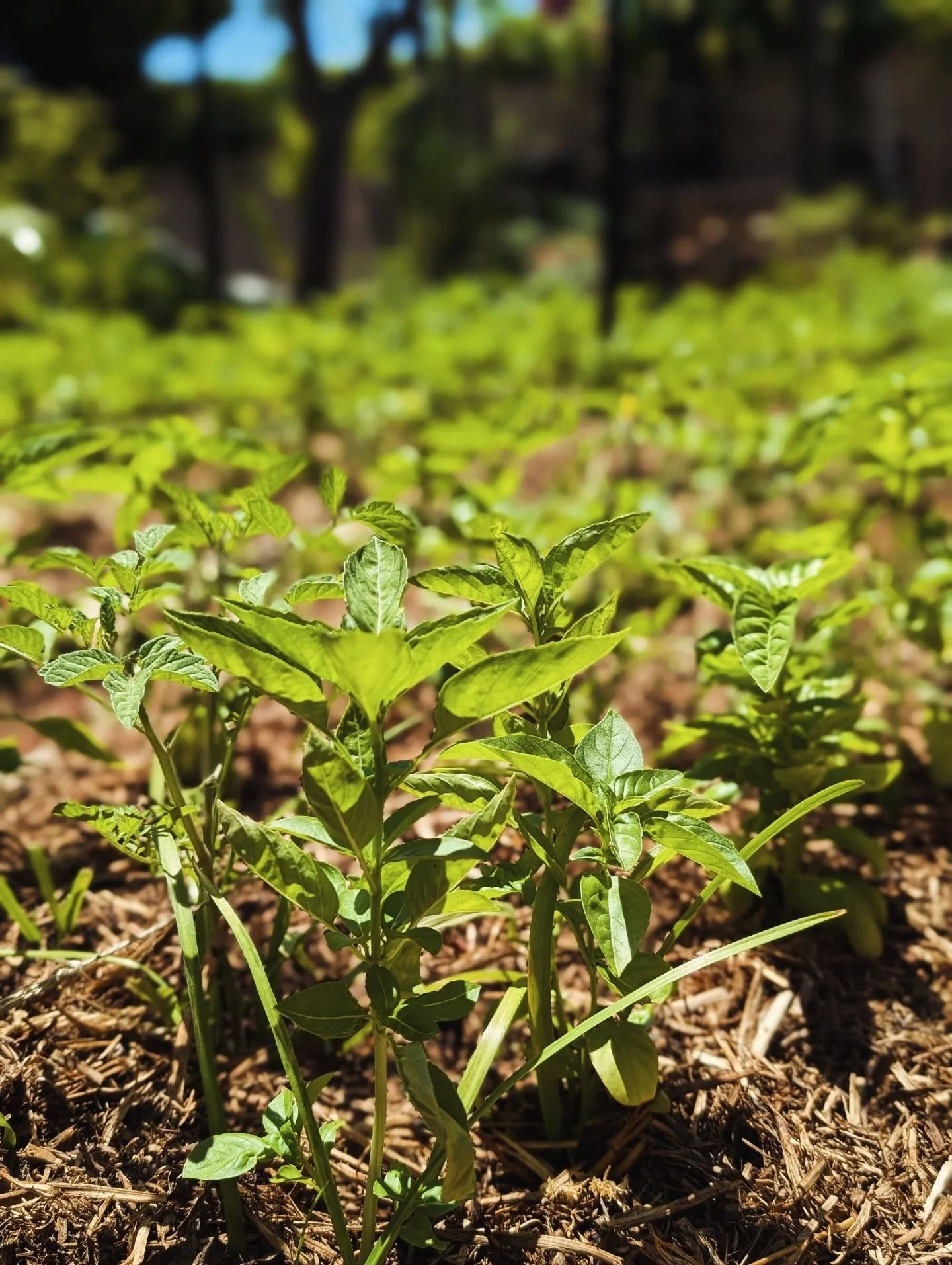 Tomatoes and Basil side by side enjoying the summer sun. We've planted three rows this year, hoping to have a good crop for the restaurant. 🍅🌱☀️