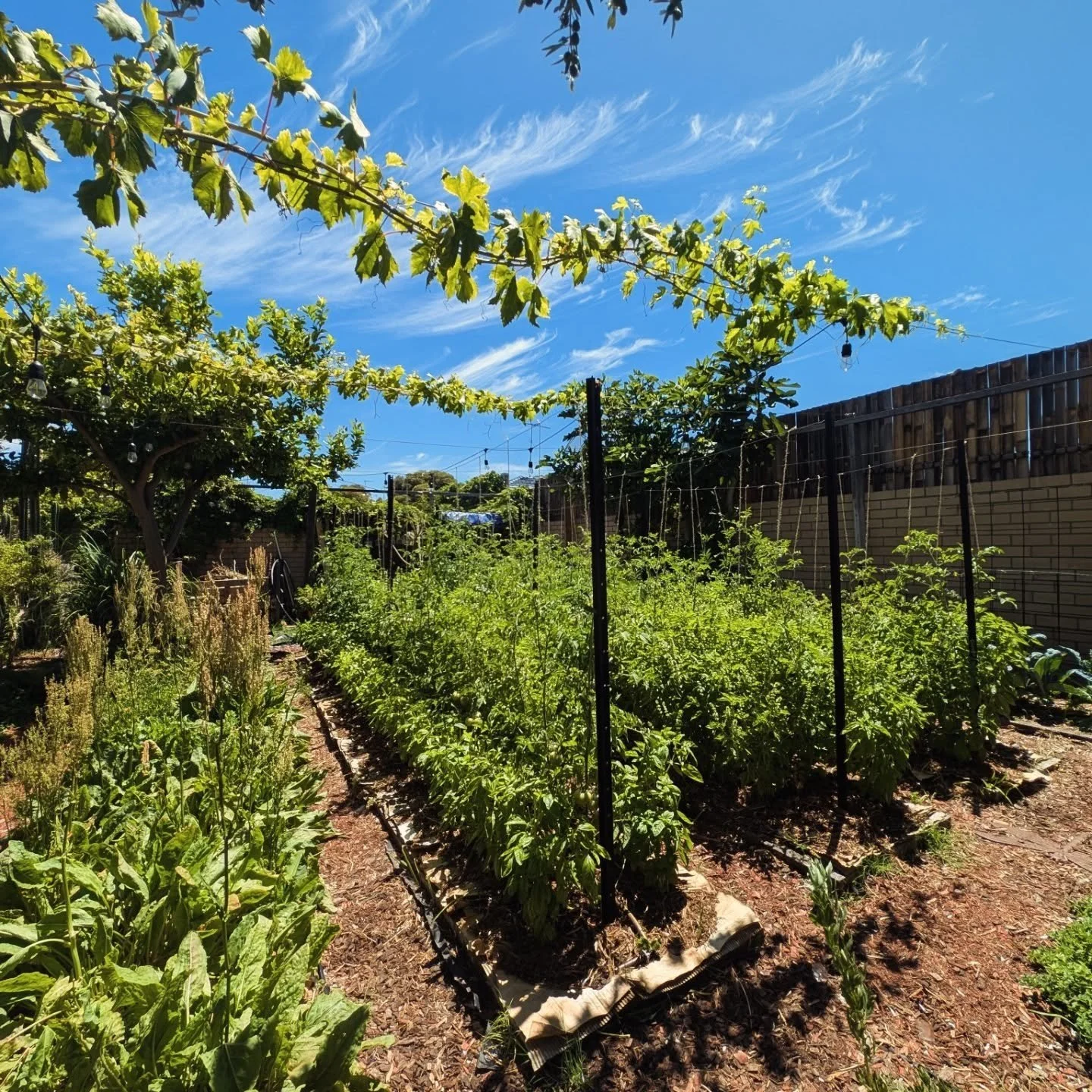 From tiny seedlings in November to over a meter tall! 🍅🚀 
Our tomato plants have officially hit their stride and are starting to fruit. Get ready for homegrown harvests on the menu!