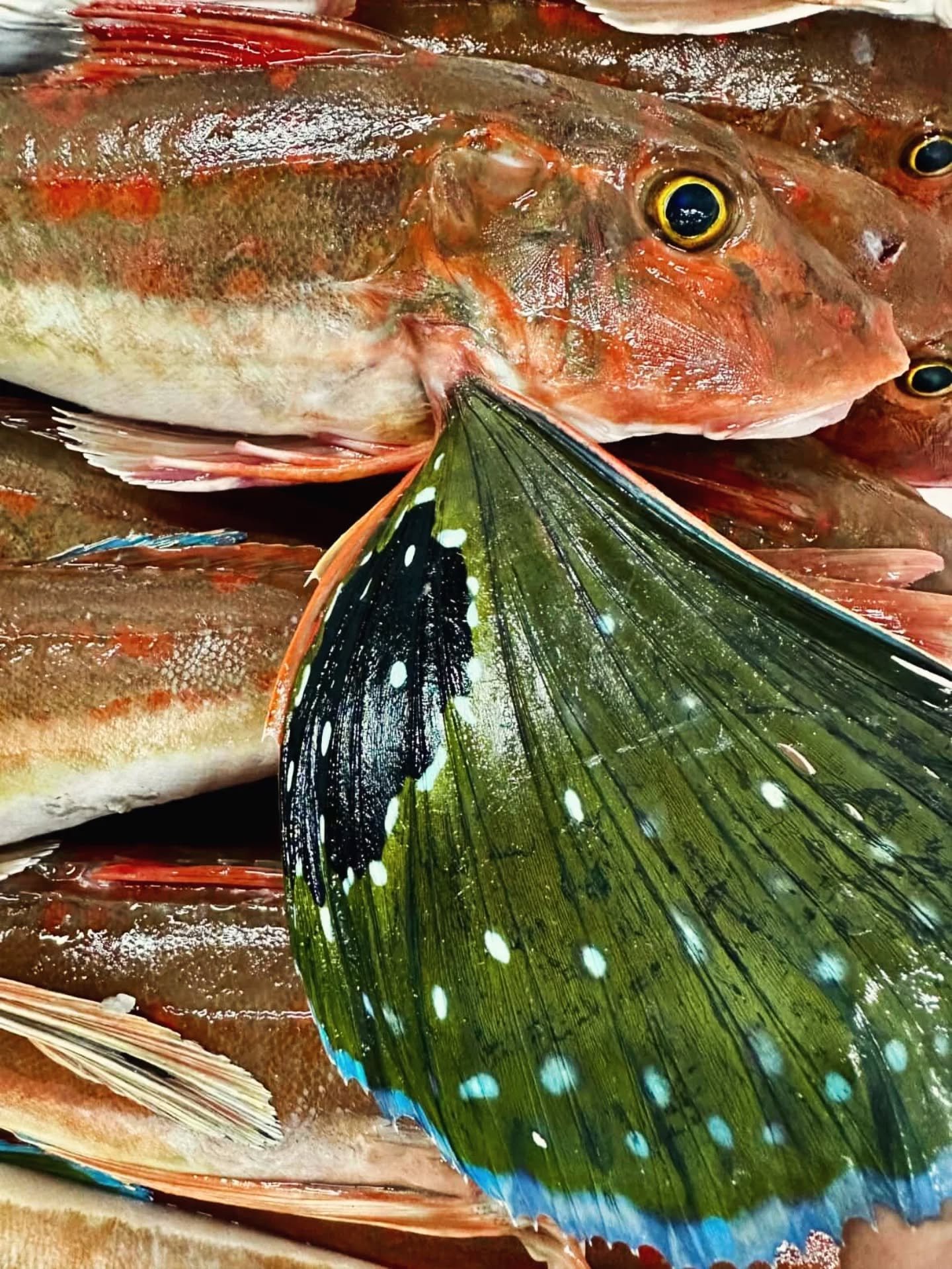 Red Gurnard on the menu 🔥🐟