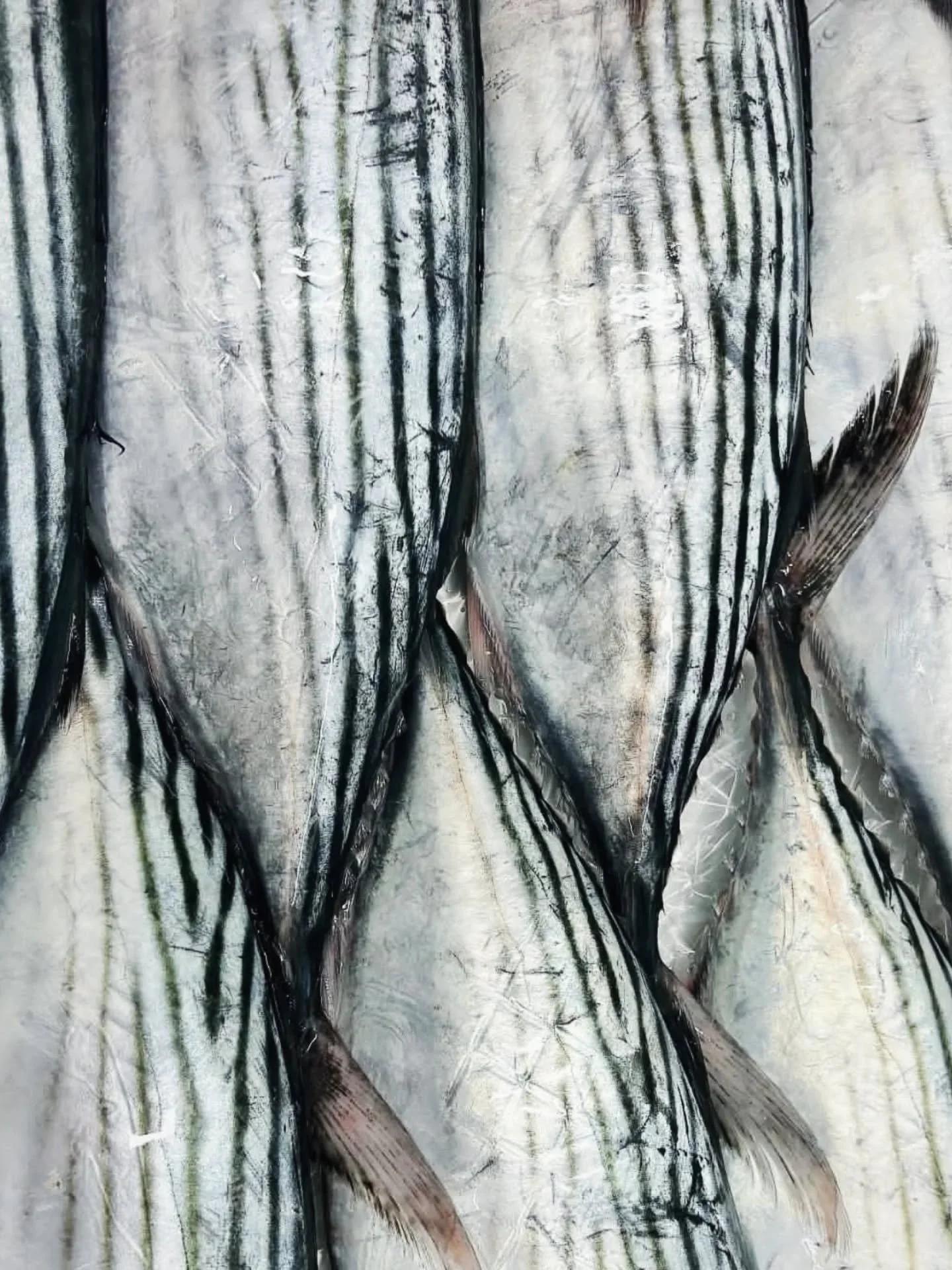 Patterns of the sea. 
Join us at Madalena's this week for some line caught Bonito from the @signature_fisheries in Forster, NSW.