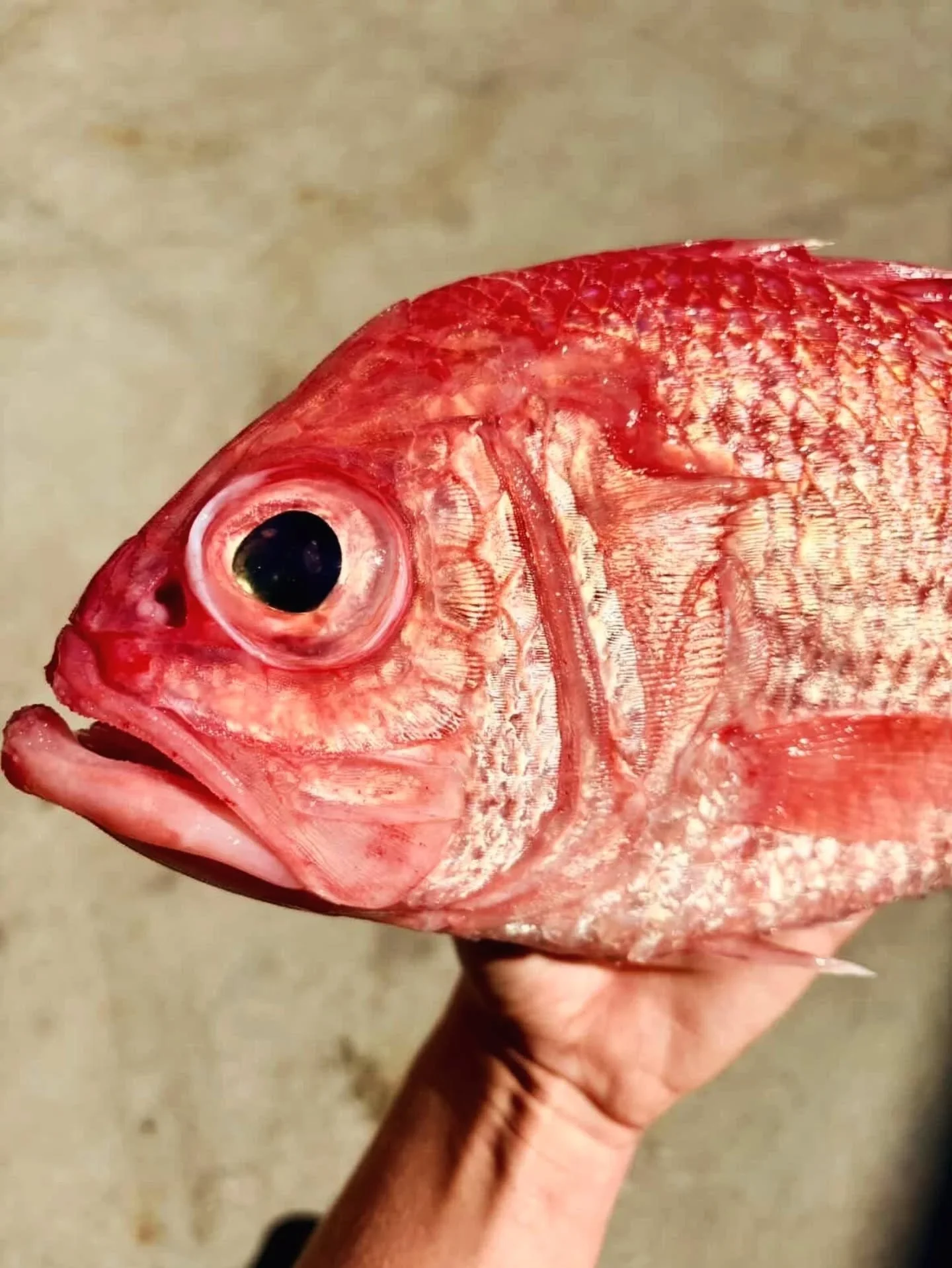 Squirrelfish for this week's crudo! 

Tables available all week, walk-ins welcome ✨

Happy hour Upstairs at Madalena's Thursday &amp; Friday from 4pm ☀️