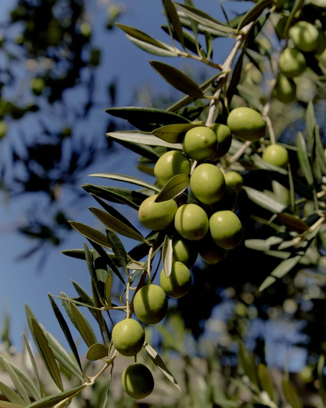 The olive tree is dripping and the sun is shining. Come find a spot at the bar and share a moment with us today. ☀️

Last minute bookings &amp; walk-ins are welcome upstairs or downstairs all Sunday!