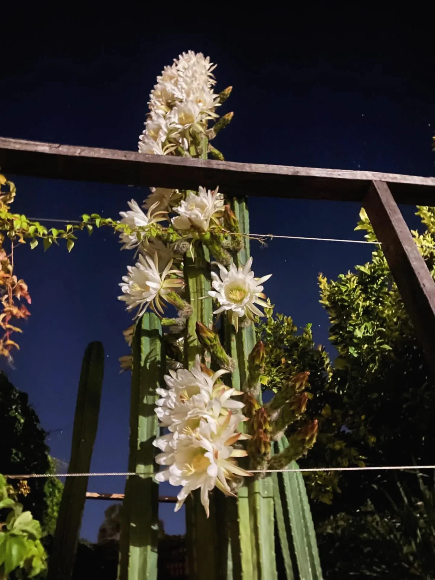 Our San Pedro's in full bloom🌵✨.
Life's too short, gotta soak up these moments.
See you in South Freo!