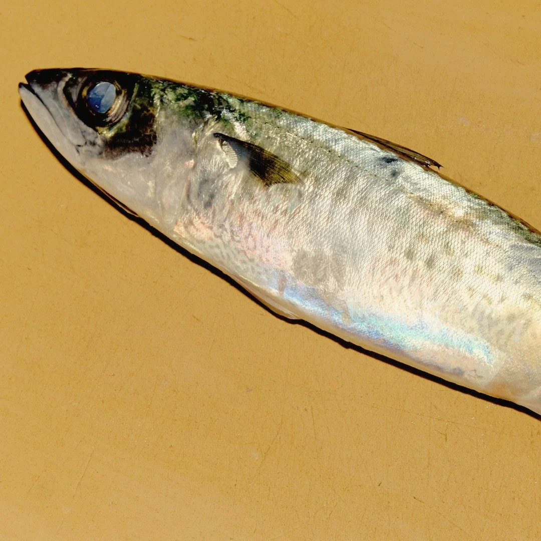 Blue Mackerel at its best. 🐟✨

Oily, buttery, and unapologetically rich. This is for the seafood purists who seek out those deep, briny vibes.