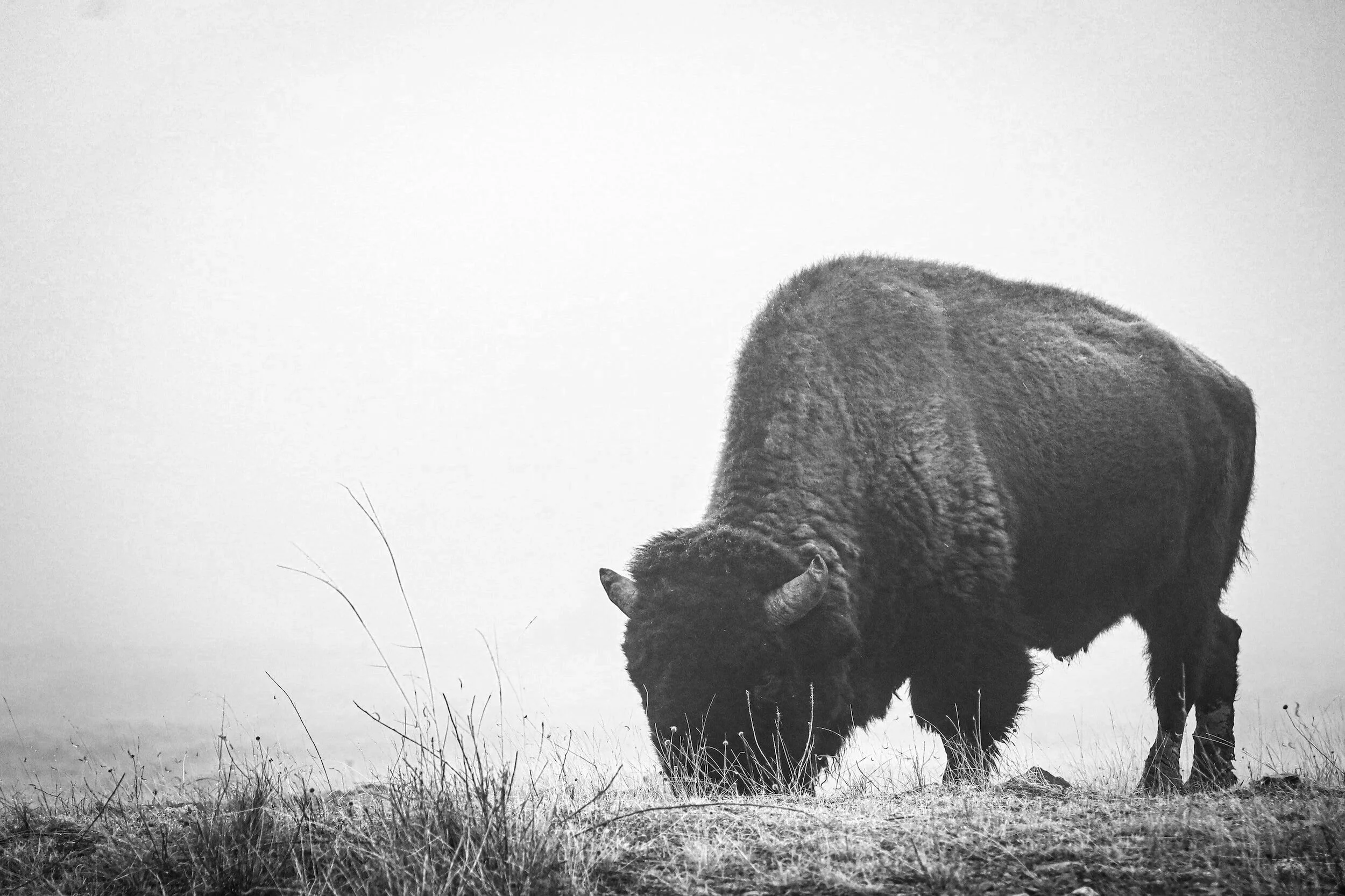 A black and white photo of a bison grazing on grass in a foggy landscape.