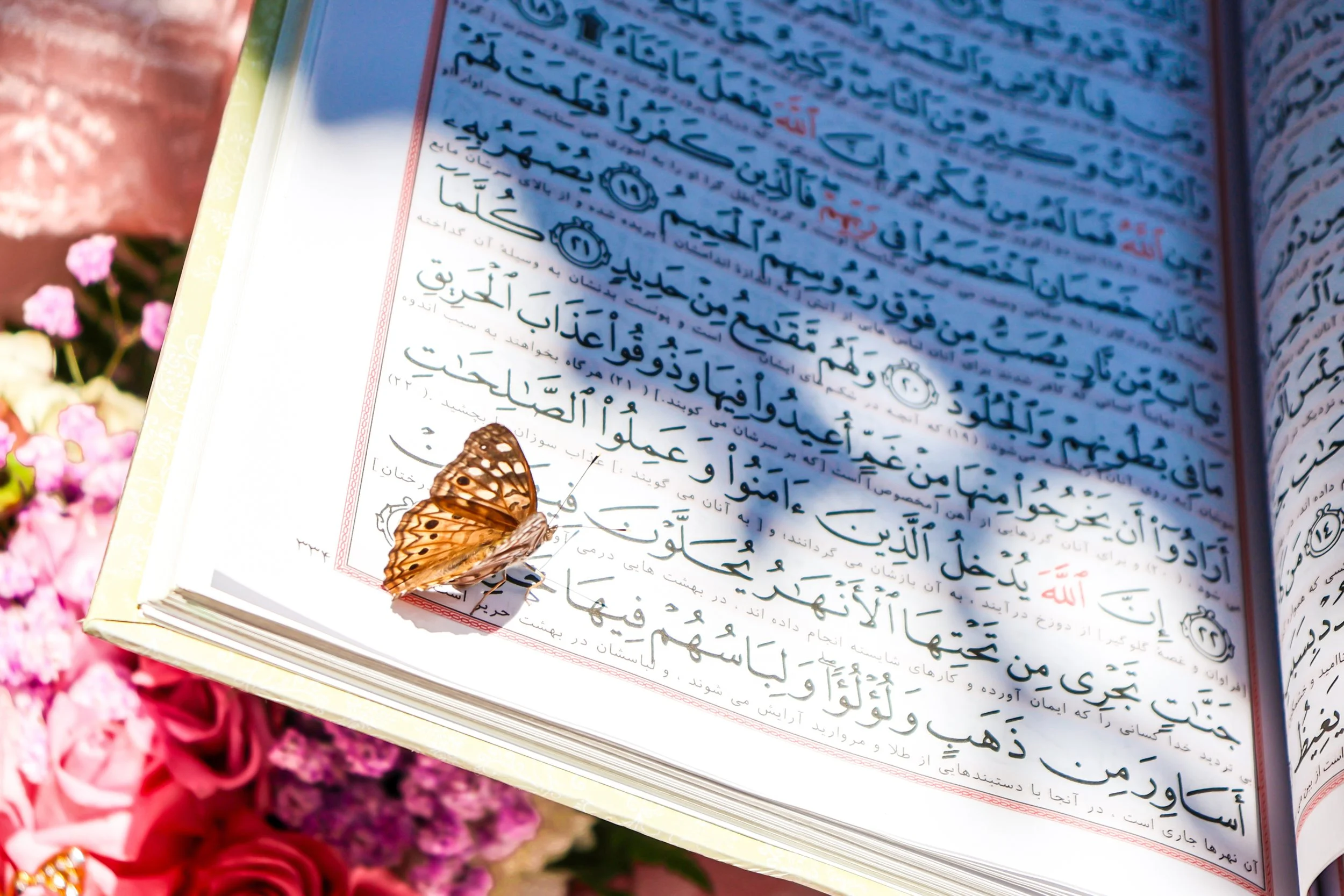 297A0606 Butterfly on Quran Best Image 103 Final Edit.jpg