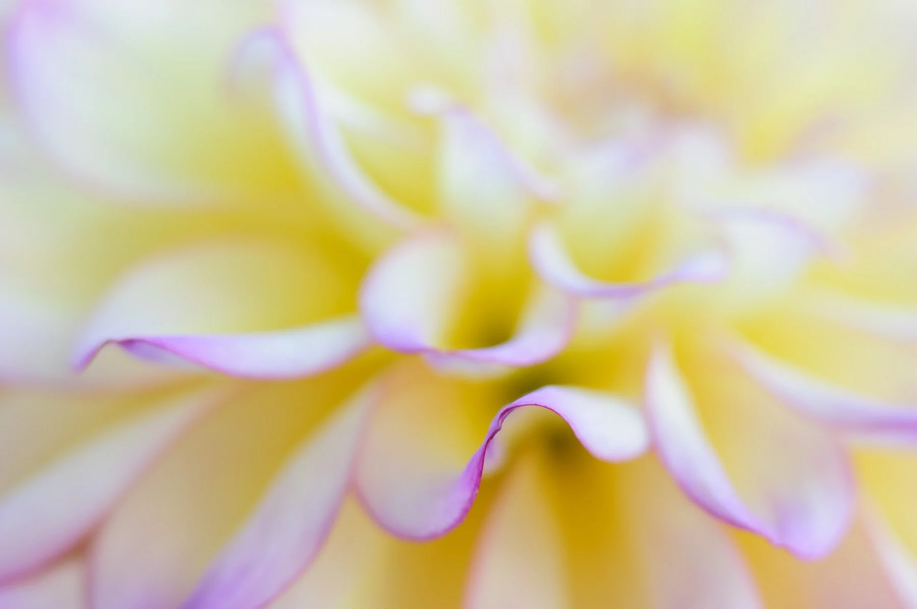 Extreme close up of dahlia petals  captured by Raj Sarda Photography